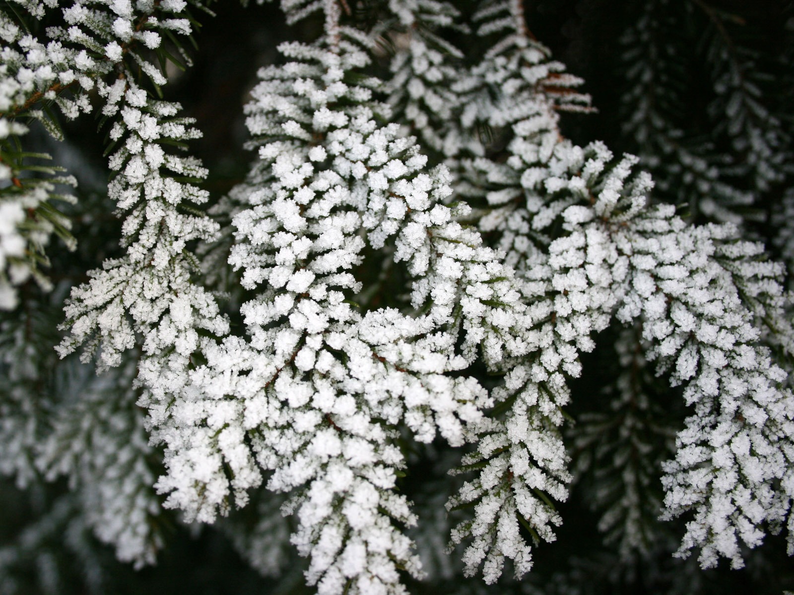 冰雪植物壁纸专辑9 - 1600x1200