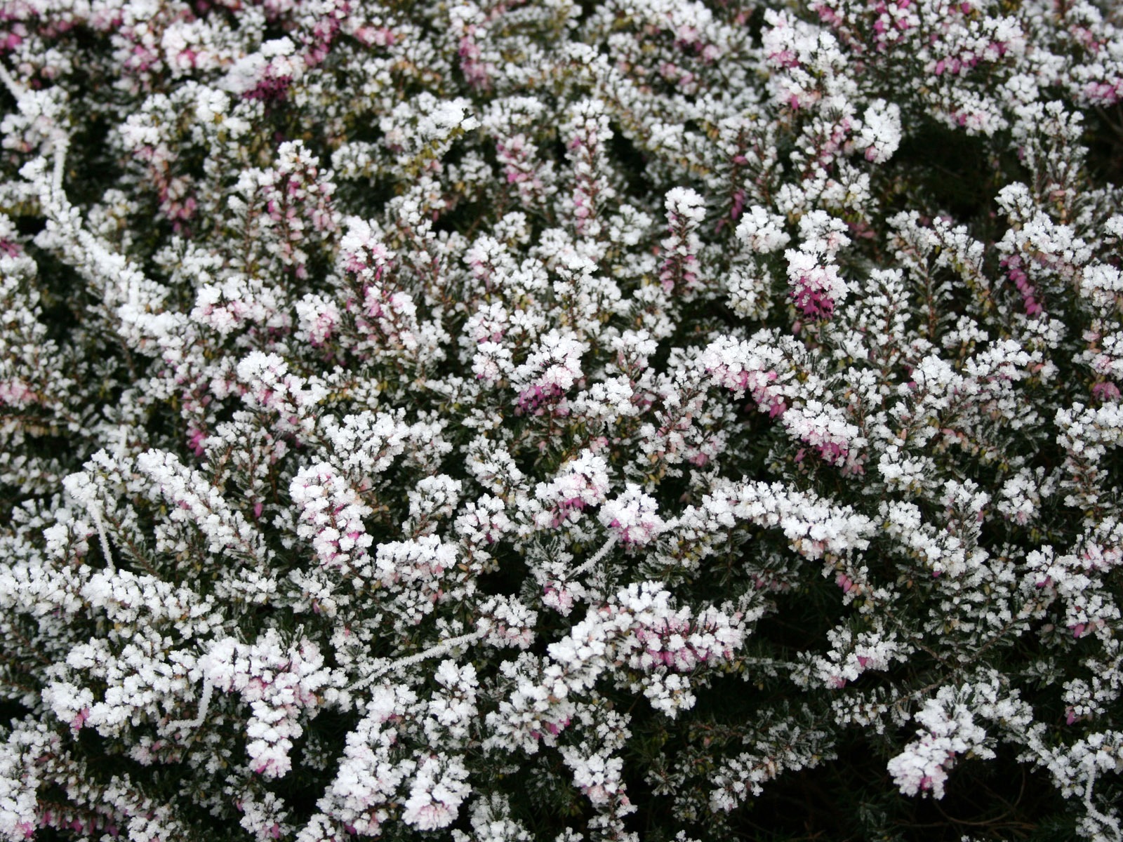 冰雪植物壁紙專輯 #10 - 1600x1200