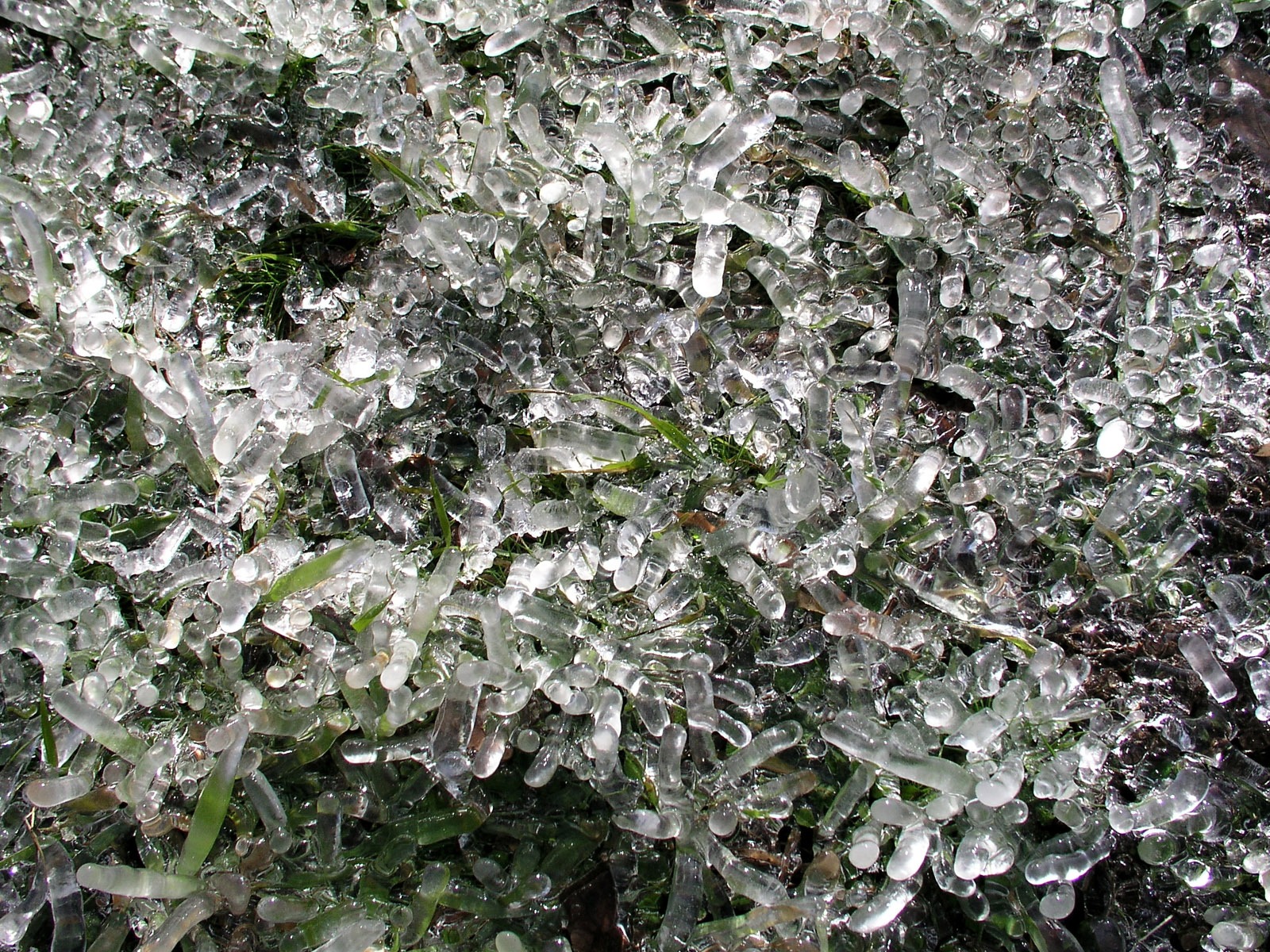 冰雪植物壁纸专辑13 - 1600x1200