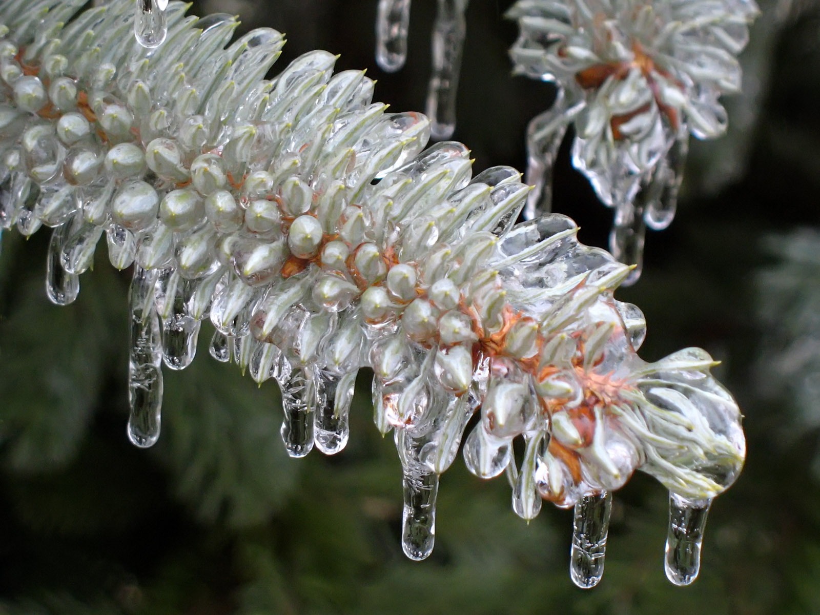 冰雪植物壁纸专辑14 - 1600x1200