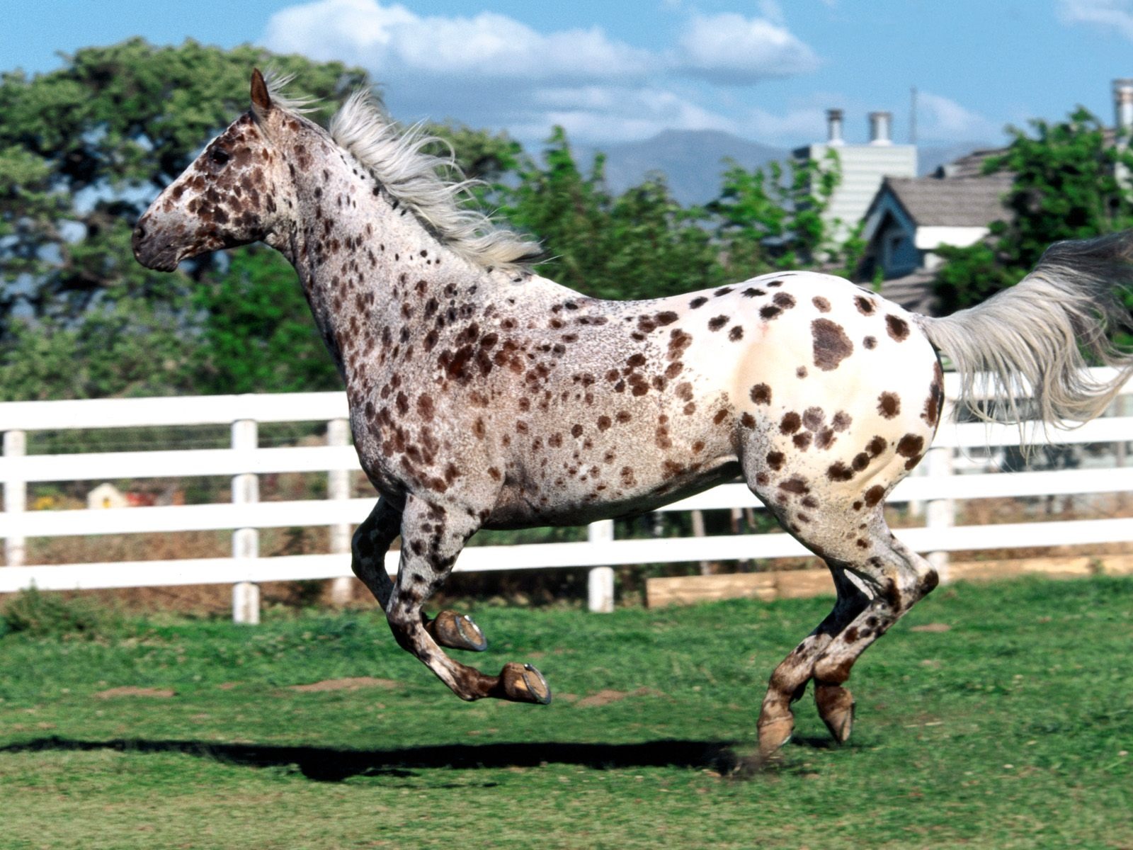 Album Fond d'écran Cheval #24 - 1600x1200