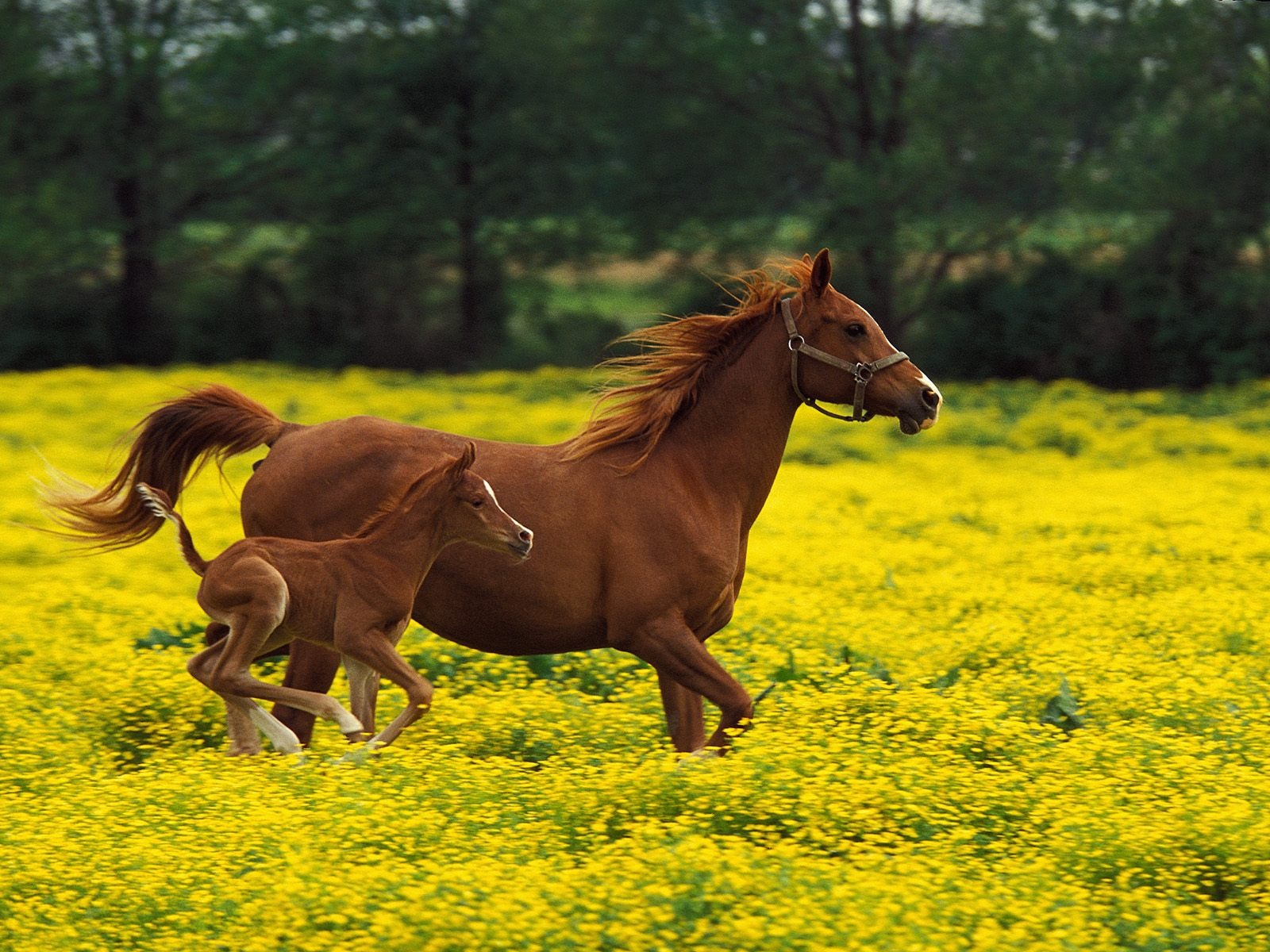 Album Fond d'écran Cheval #38 - 1600x1200