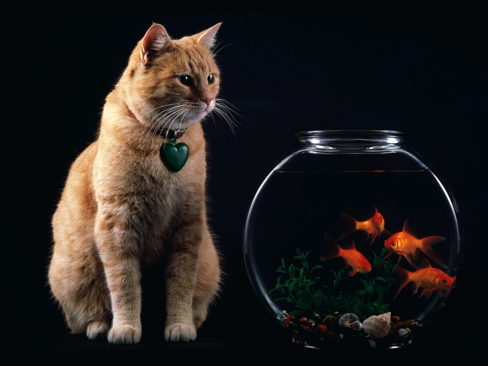 Animal Wallpaper Collection (8) #2 - 1600x1200