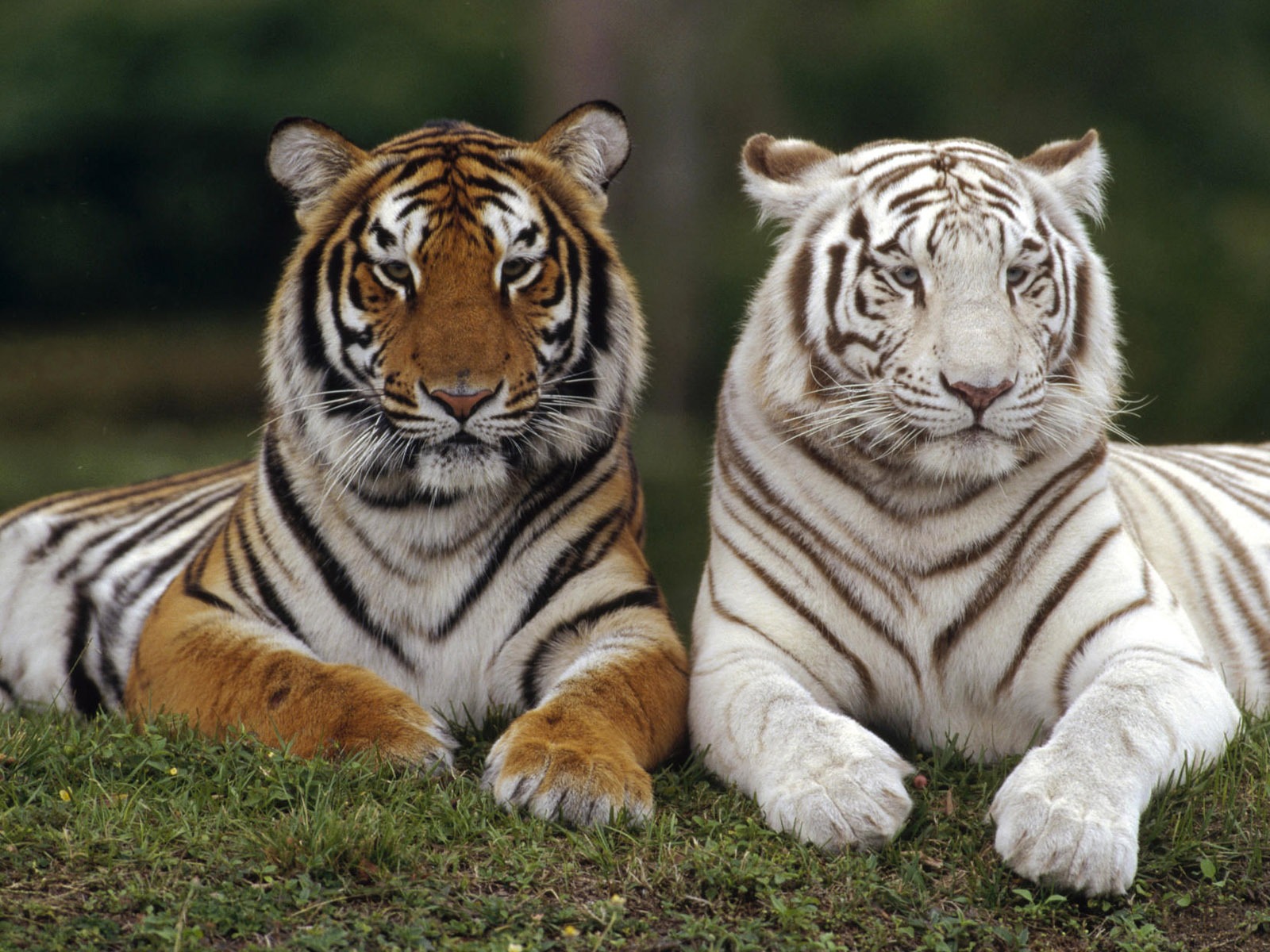Animal Wallpaper Collection (8) #5 - 1600x1200