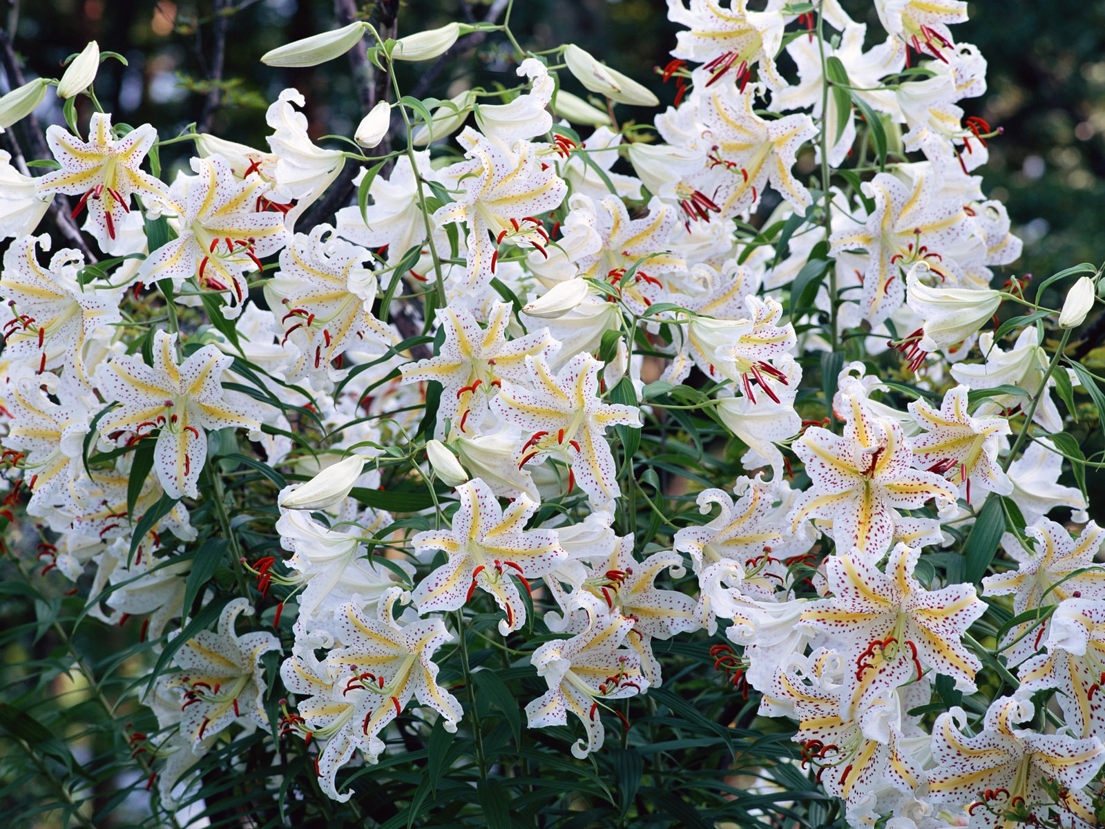 白色花朵壁紙 #6 - 1600x1200