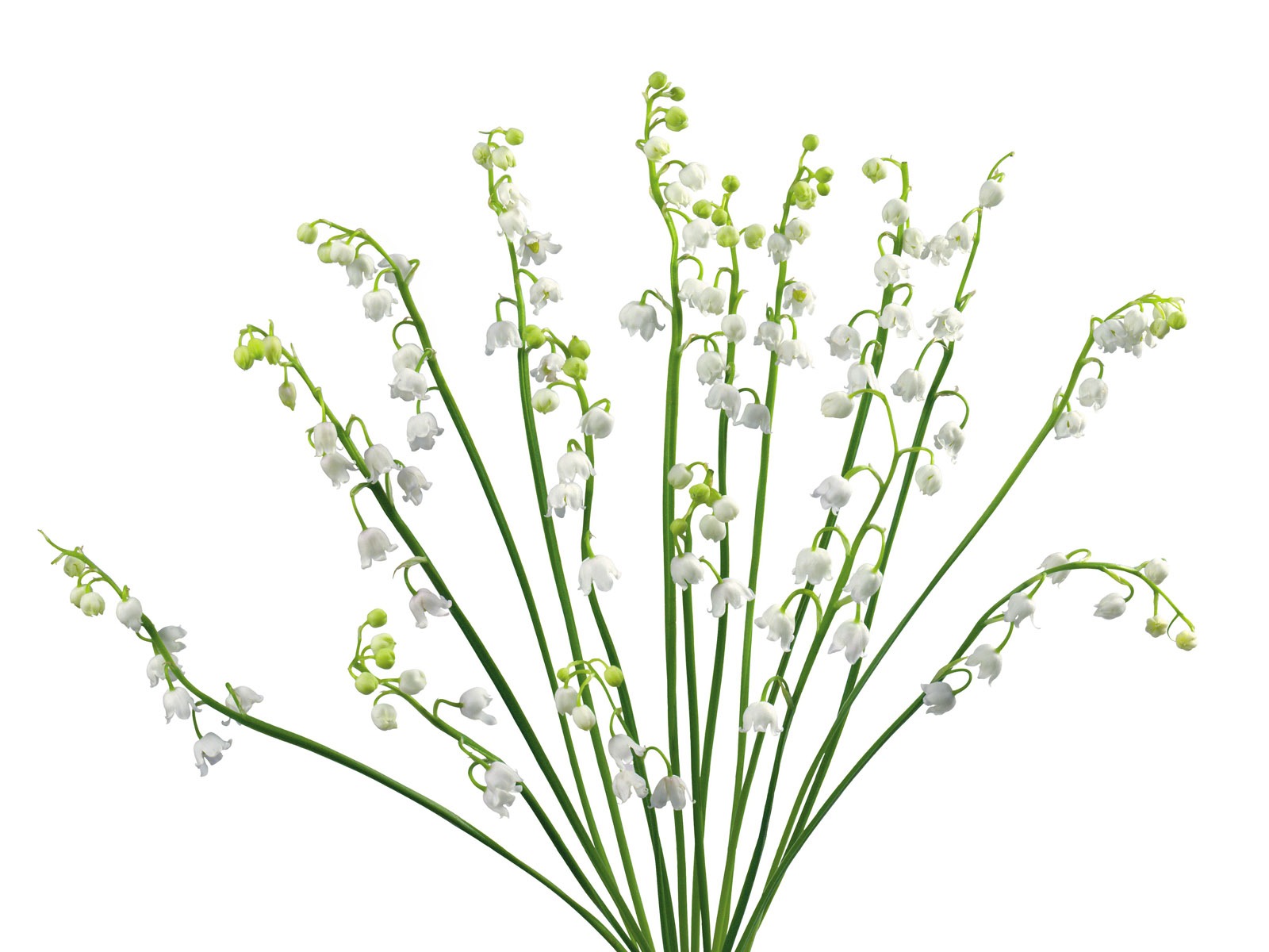 Fleurs blanches Fond d'écran #14 - 1600x1200