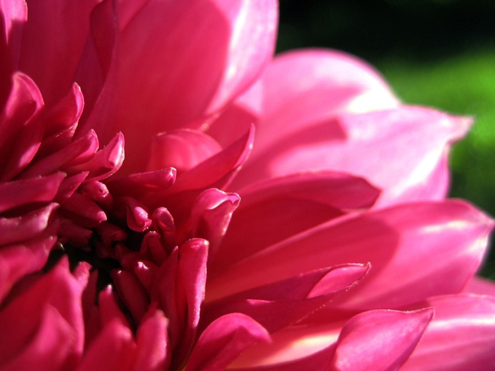 高清寬屏植物壁紙 #3 - 1600x1200