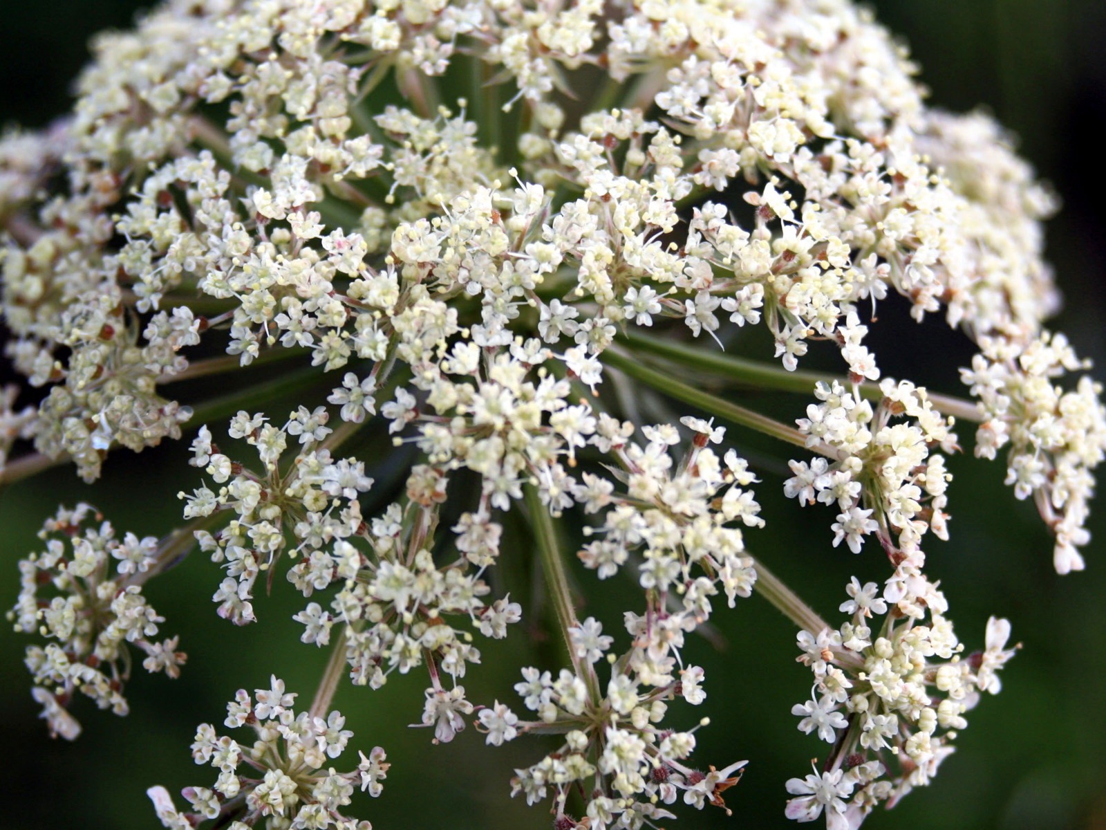 高清寬屏植物壁紙 #5 - 1600x1200