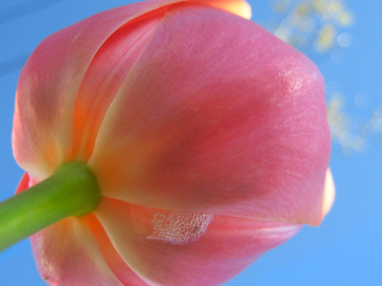 高清寬屏植物壁紙 #6 - 1600x1200