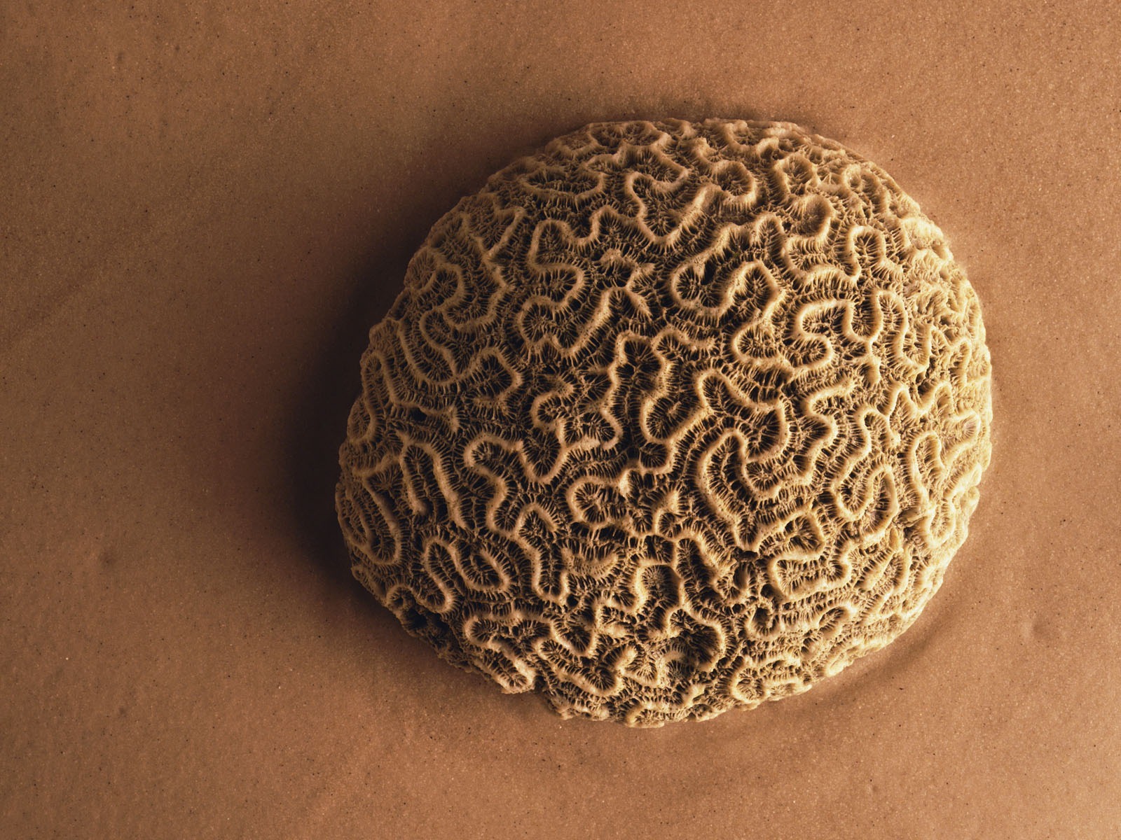 千年生物壁紙 #4 - 1600x1200