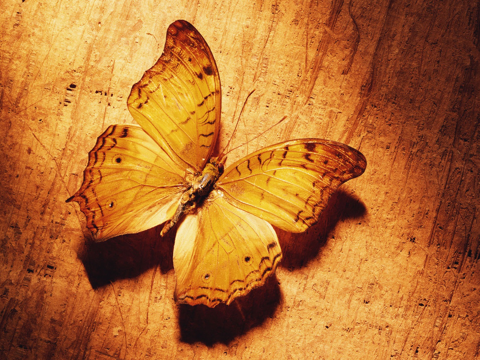 tisíciletí biologický Wallpaper #19 - 1600x1200