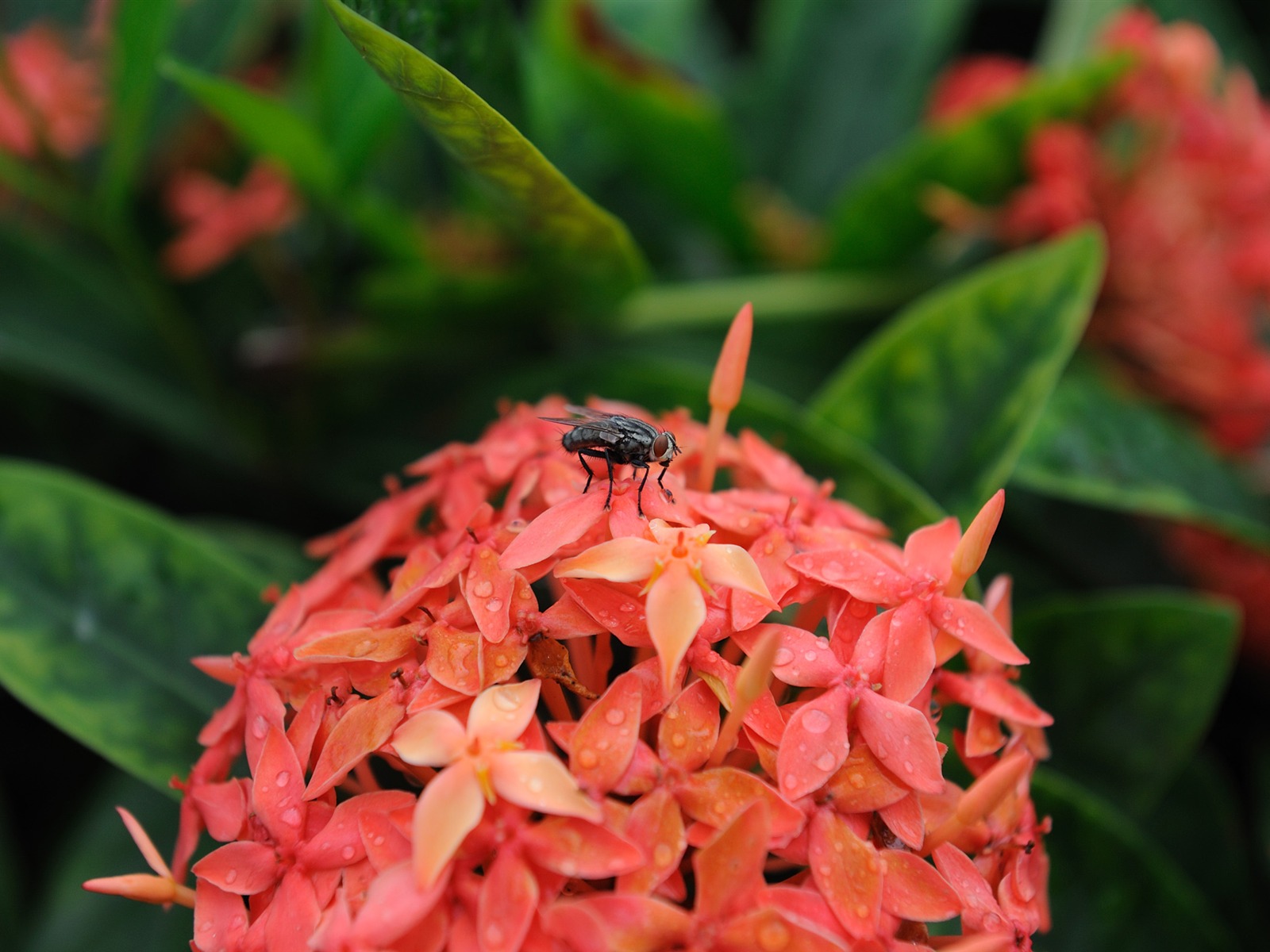 尼康 D700 样张壁纸 (评测样张)46 - 1600x1200