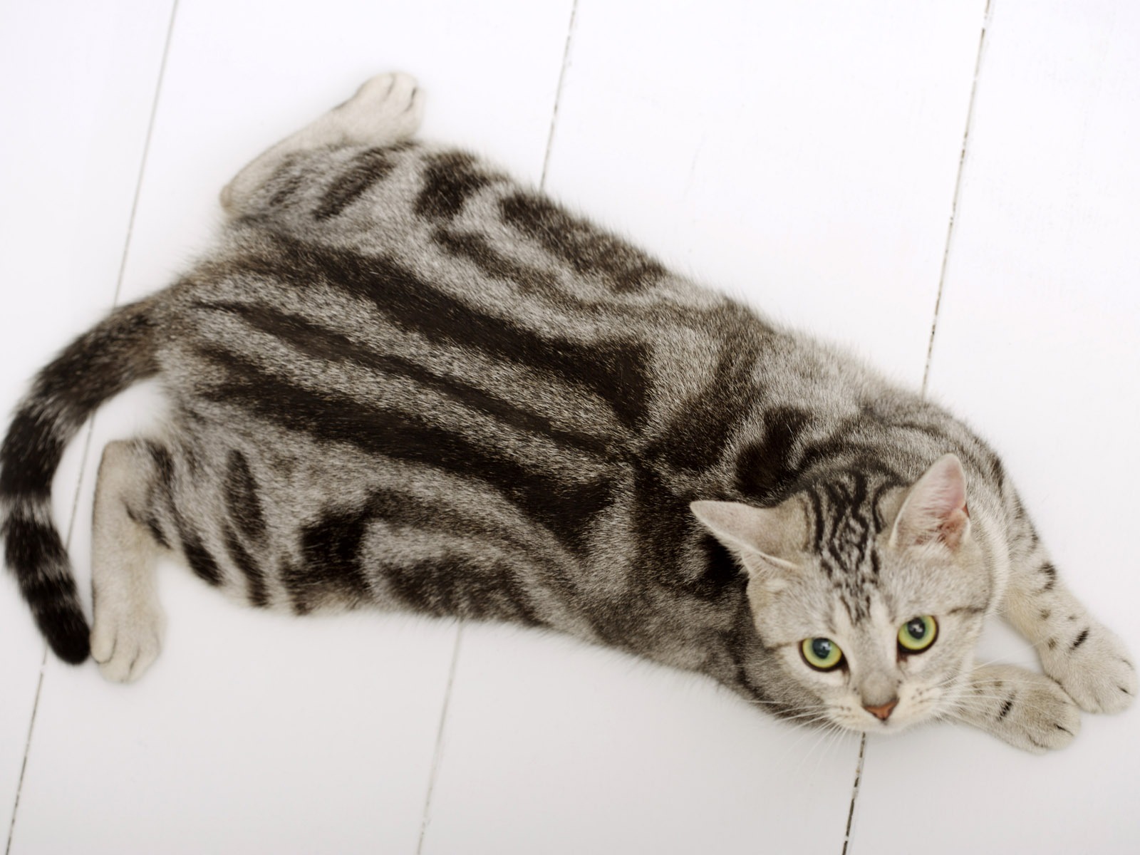  HDのかわいい子猫の壁紙 #30 - 1600x1200