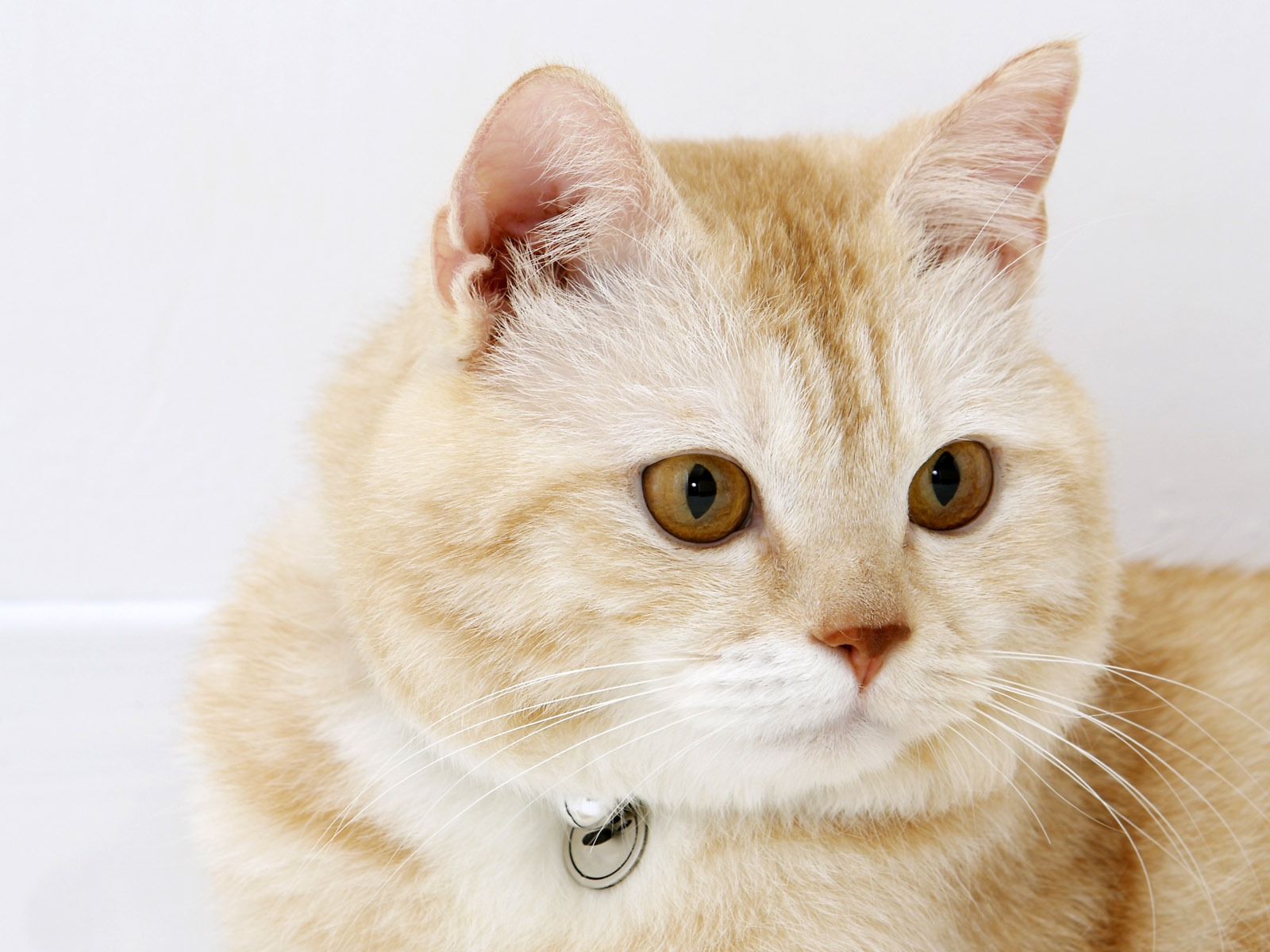 HD cute little kitty wallpaper #32 - 1600x1200