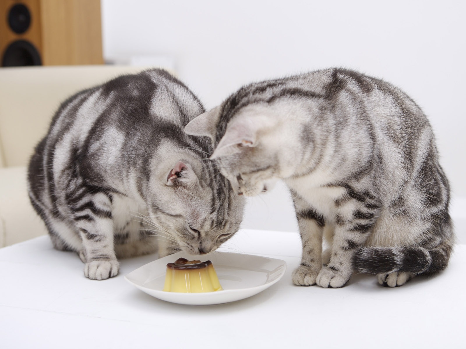 HD cute little kitty wallpaper #33 - 1600x1200