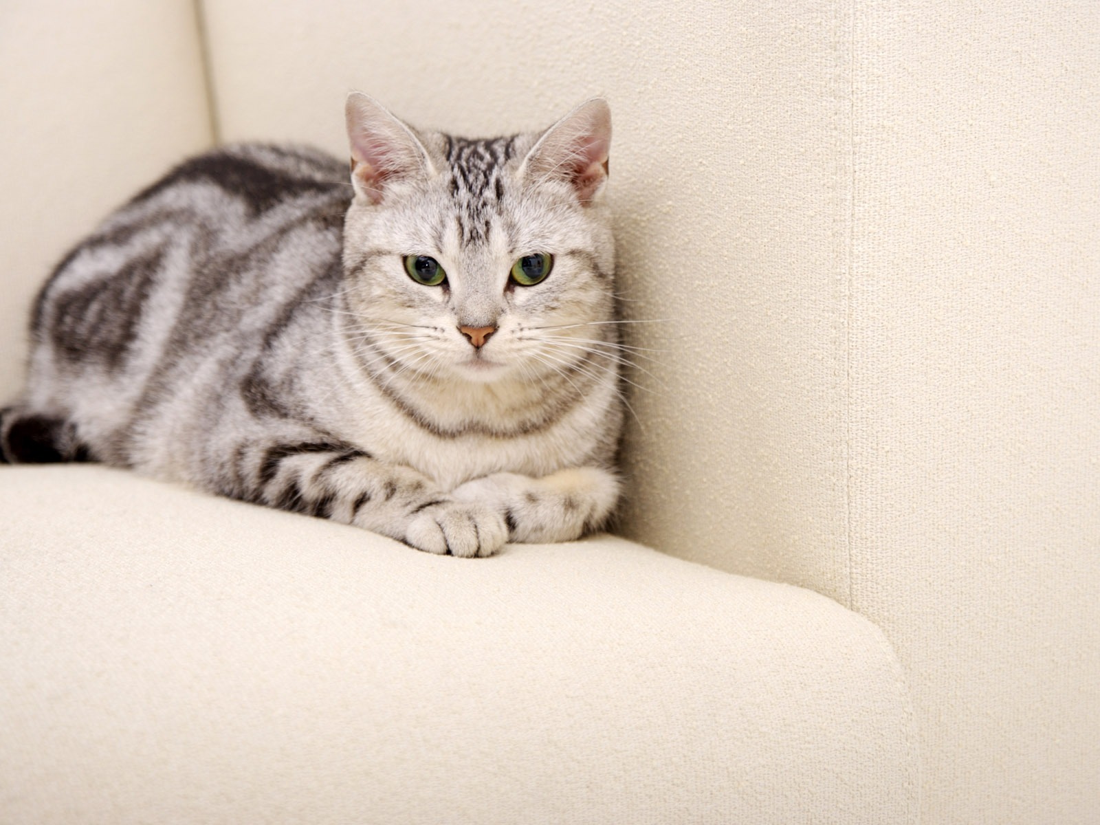HD papel tapiz lindo gatito #38 - 1600x1200