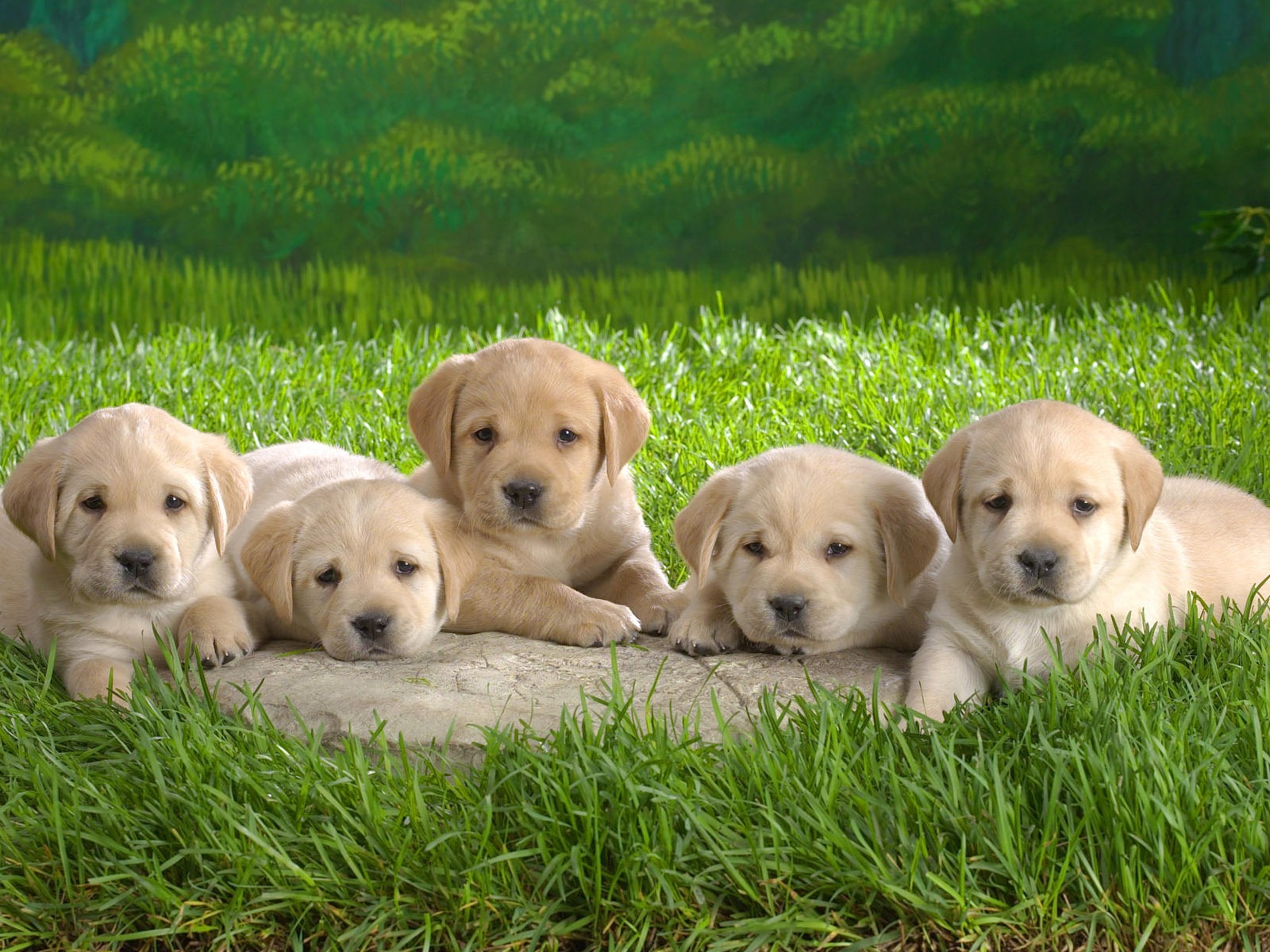 Cute Puppy Photo Wallpaper #1 - 1600x1200