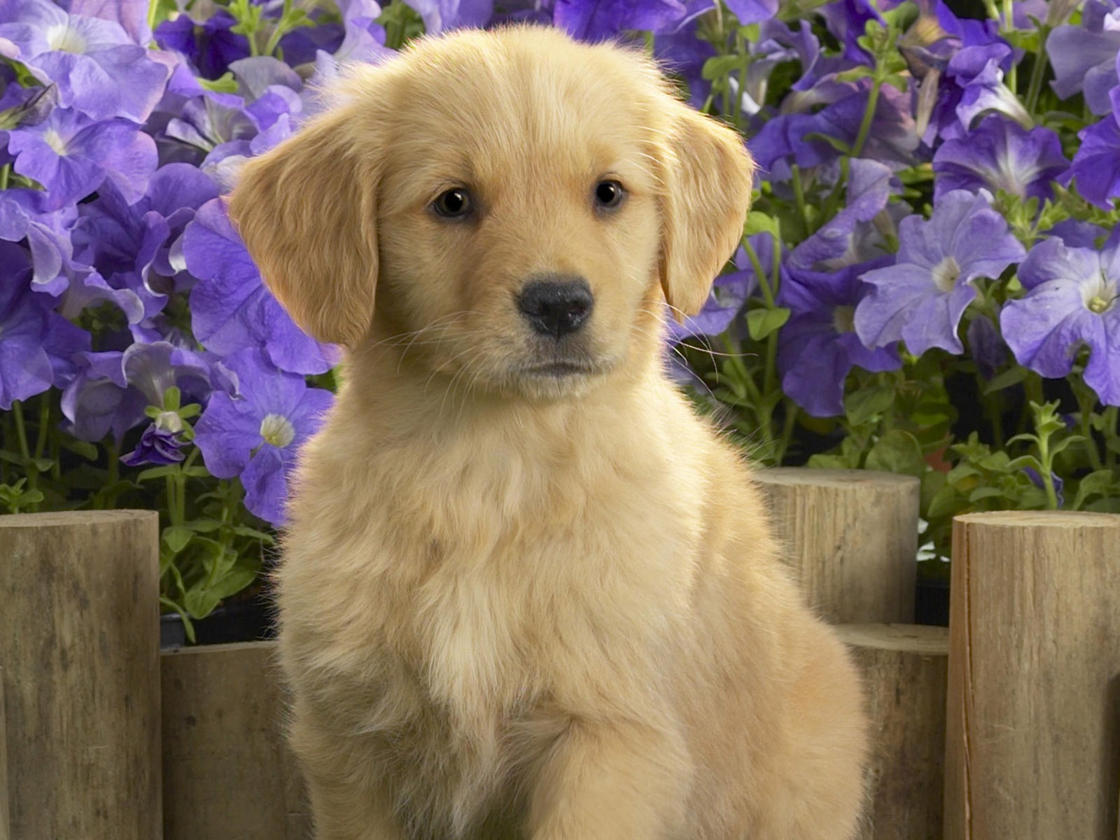 Cute Puppy Photo Wallpaper #11 - 1600x1200