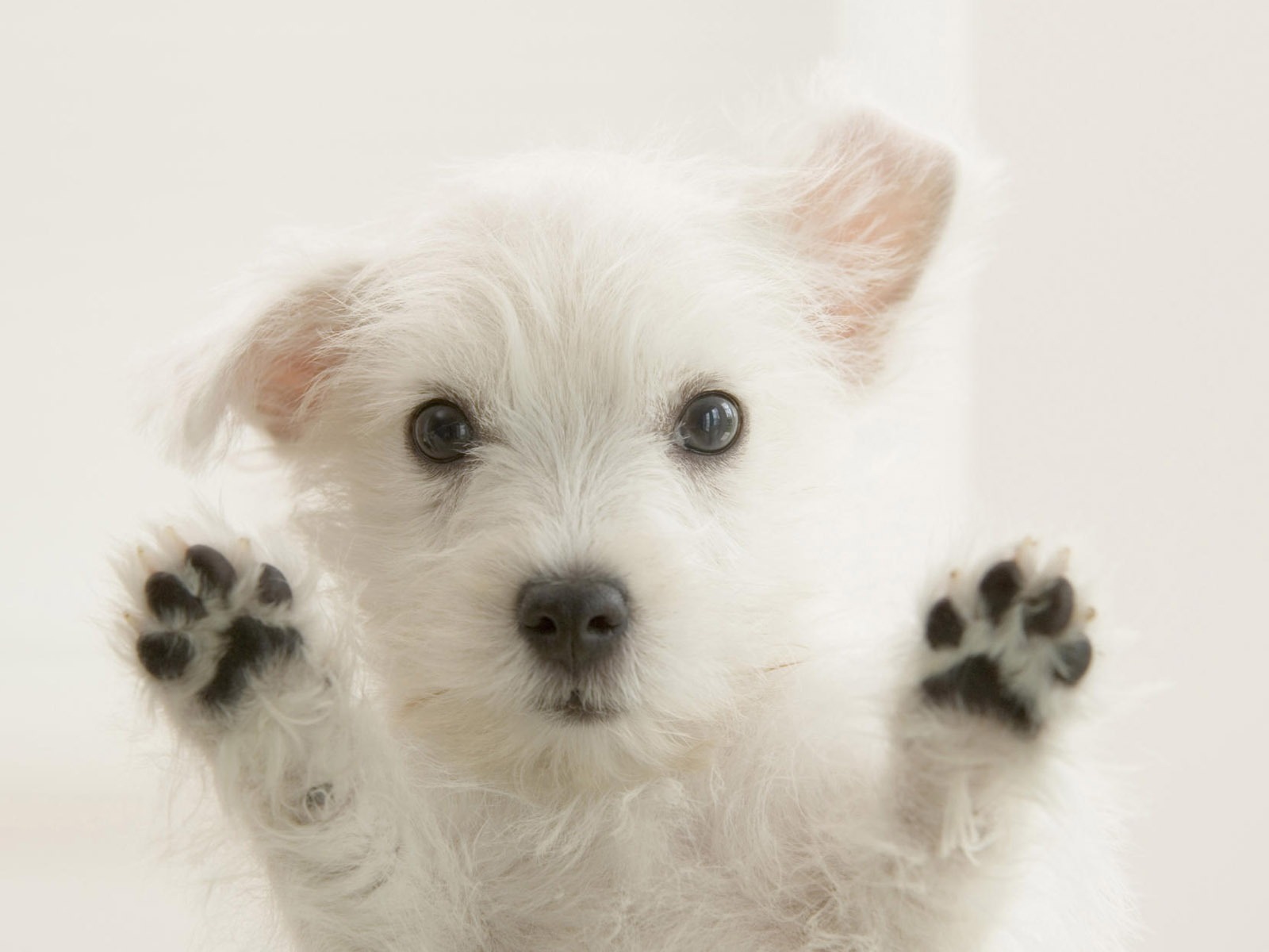 Cute Puppy Photo Wallpaper #13 - 1600x1200