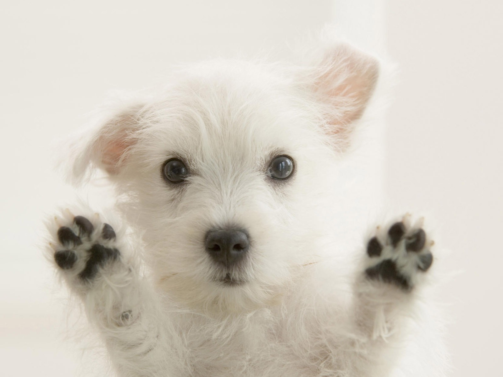 Cute puppy Photo Wallpaper #13 - 1600x1200