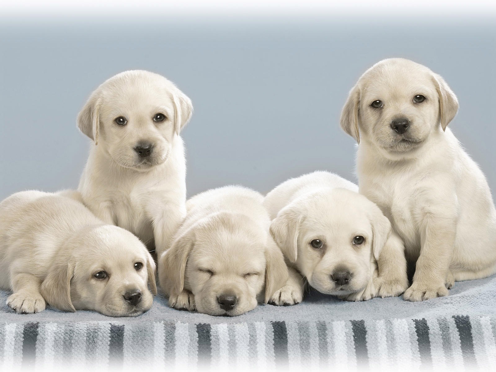 Cute Puppy Photo Wallpaper #18 - 1600x1200