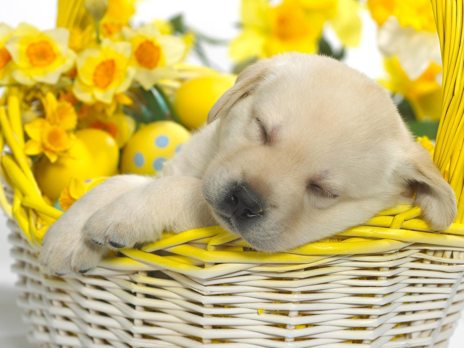 Cute puppy Photo Wallpaper #19 - 1600x1200