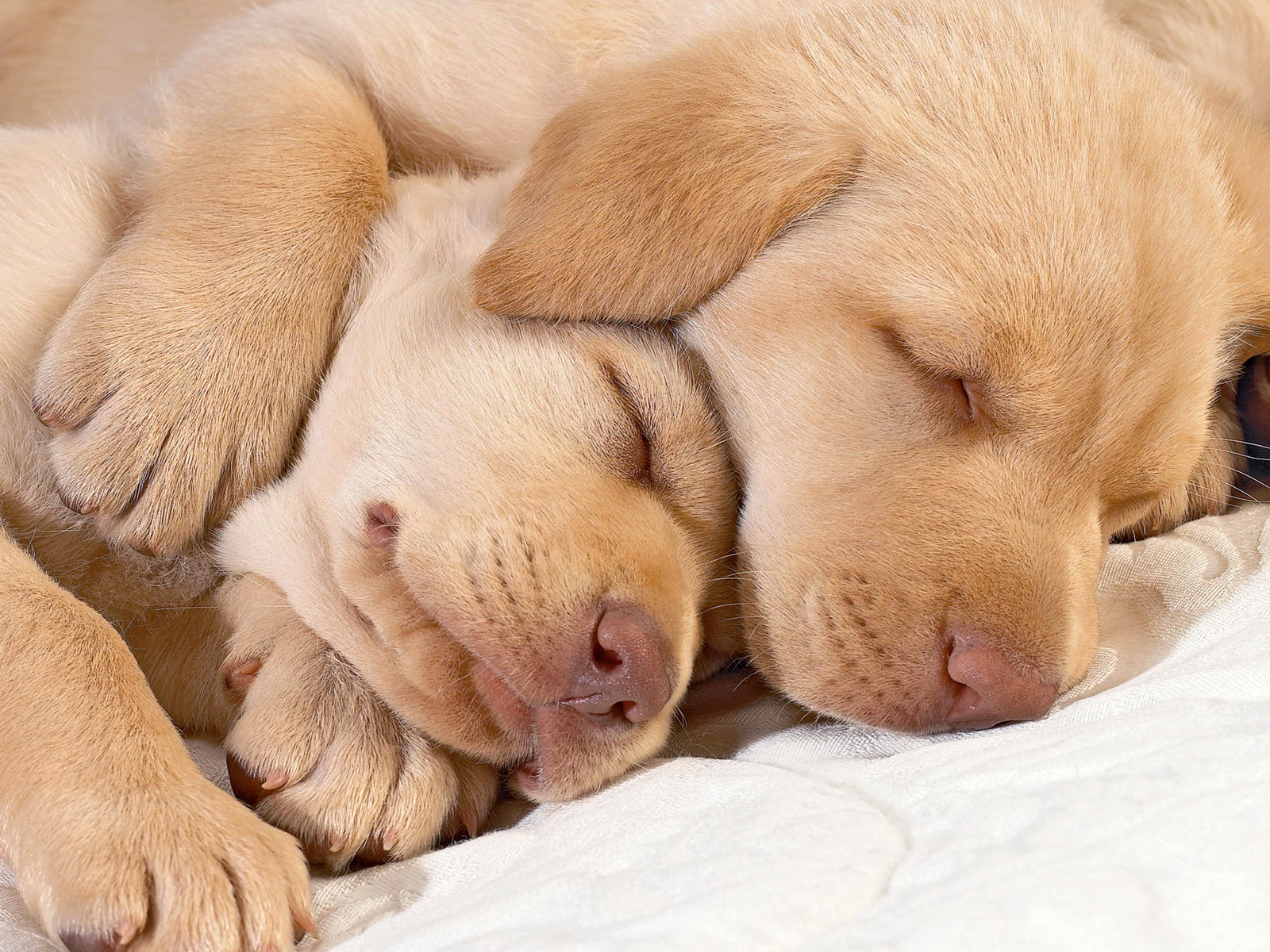 Cute puppy Photo Wallpaper #20 - 1600x1200