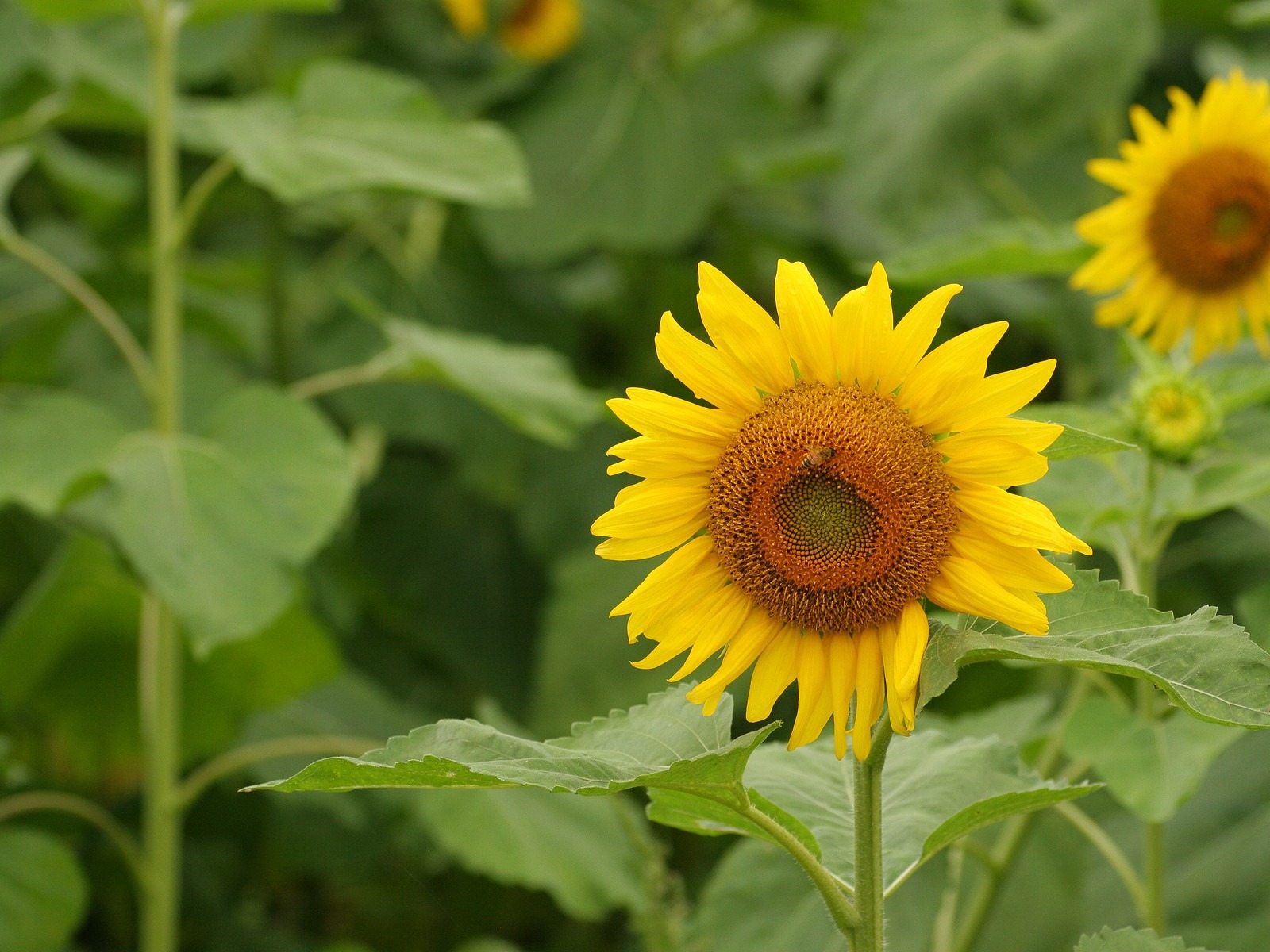 남자 중산의 해바라기 벽지 #4 - 1600x1200