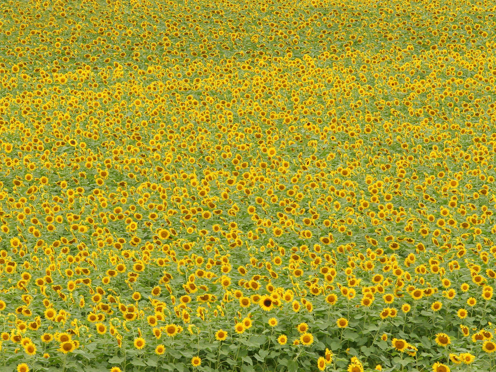 漫山葵花 壁紙專輯 #5 - 1600x1200