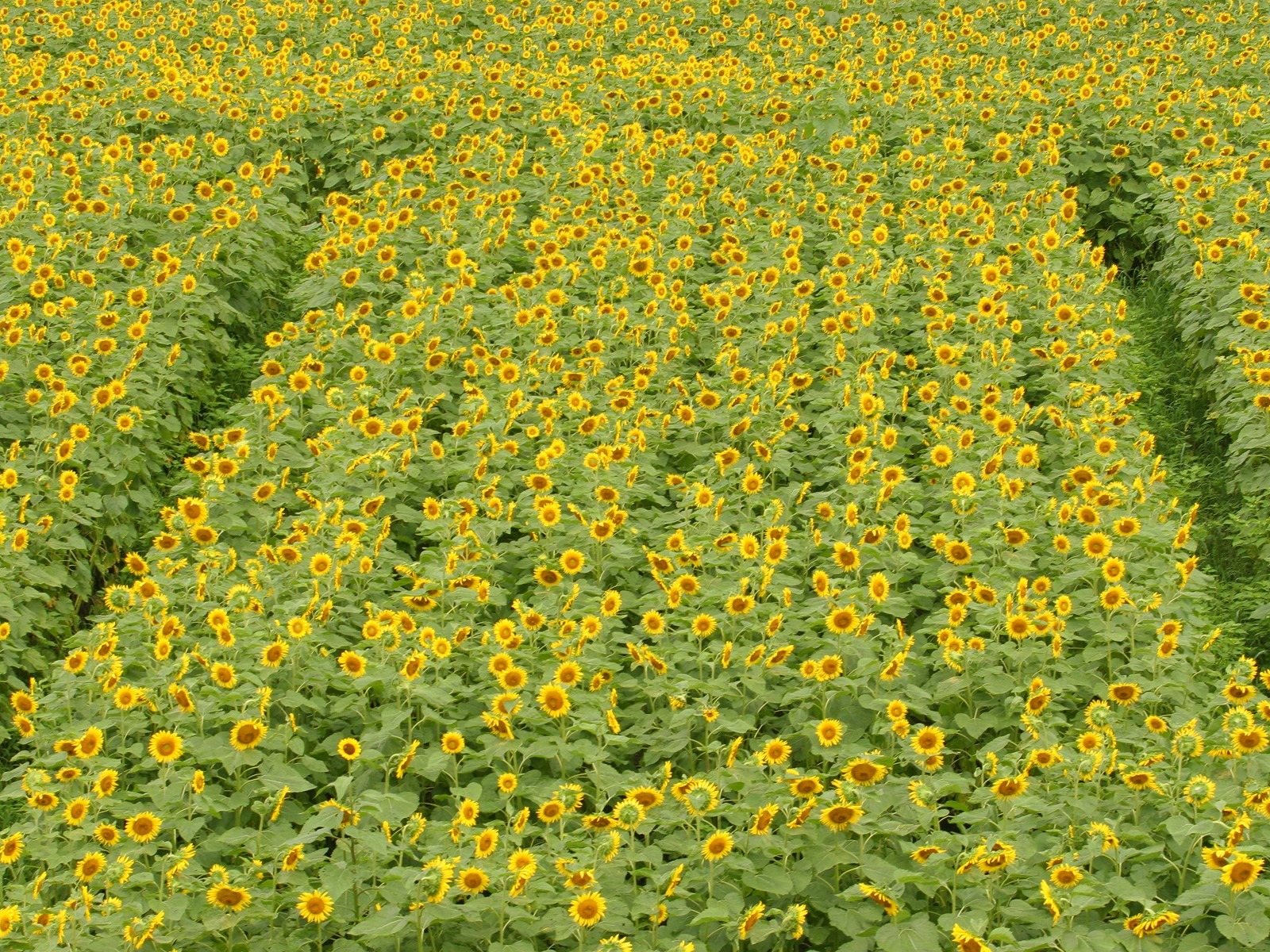 漫山葵花 壁紙專輯 #6 - 1600x1200