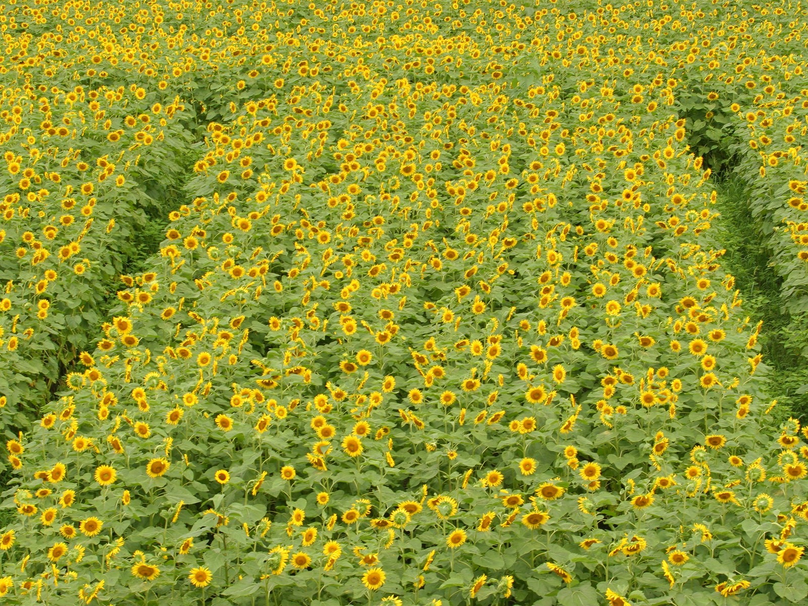 Man Shan sunflower wallpaper #6 - 1600x1200