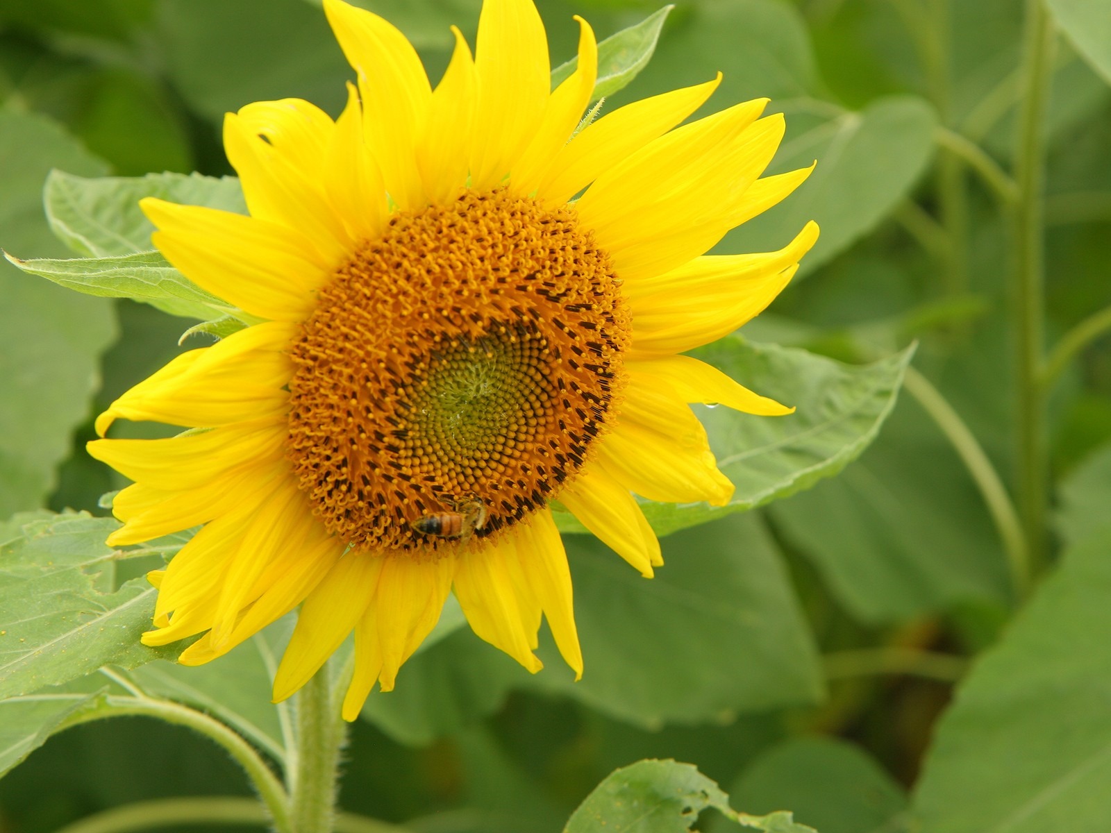 남자 중산의 해바라기 벽지 #7 - 1600x1200