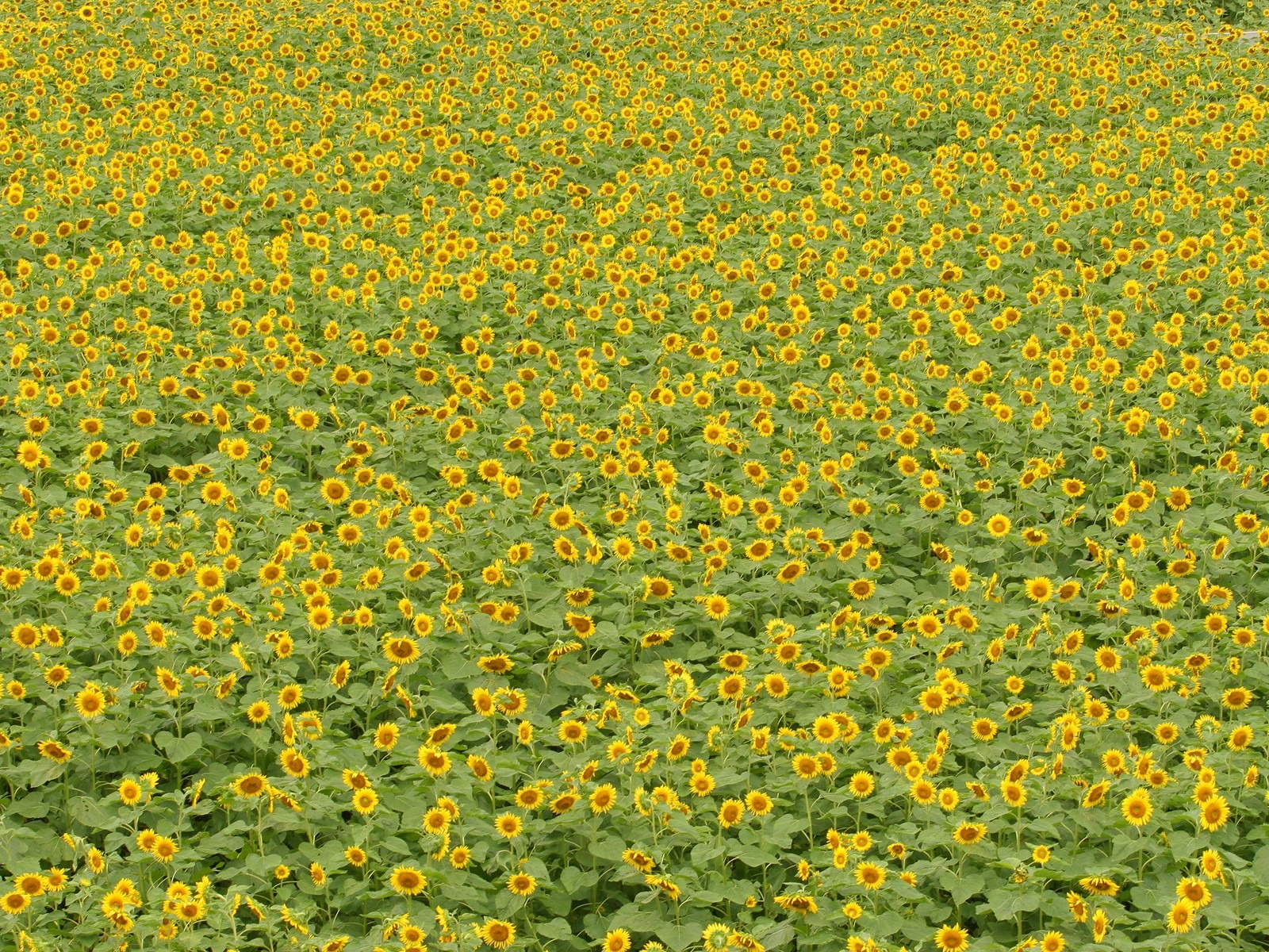 Man Shan sunflower wallpaper #13 - 1600x1200