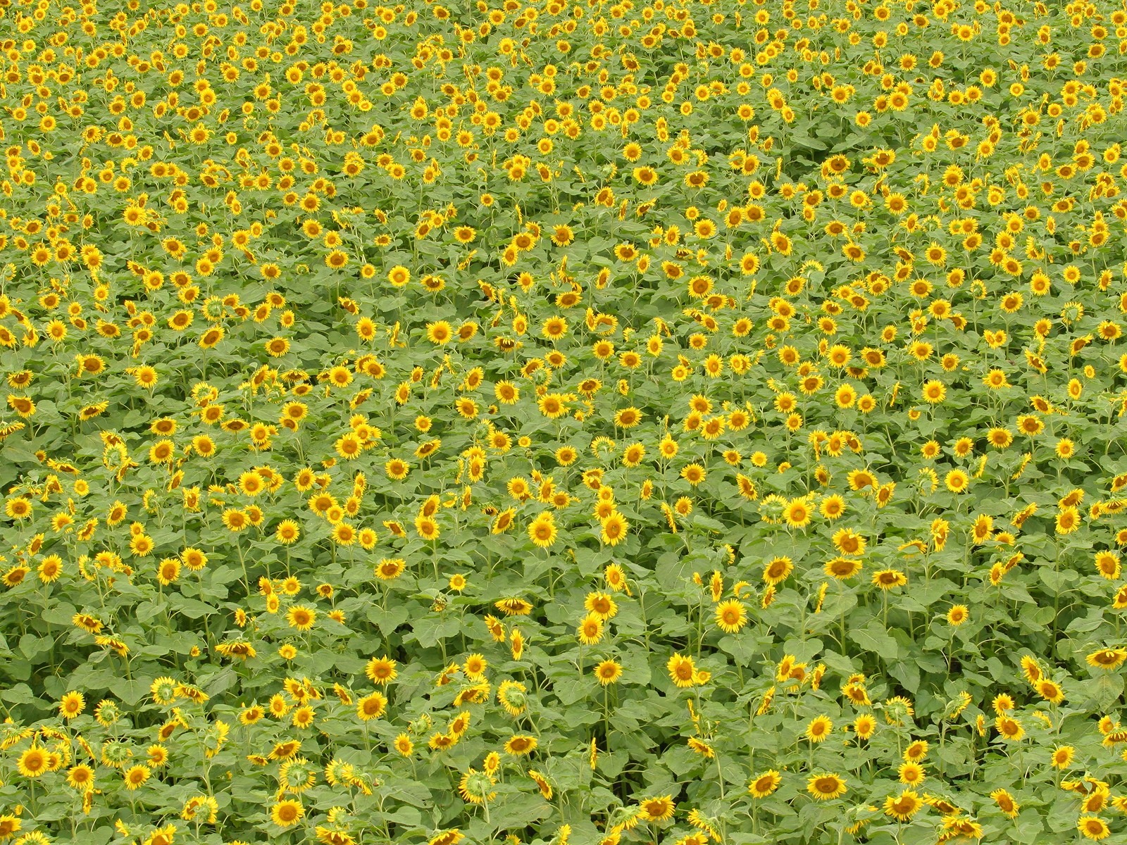 Man Shan sunflower wallpaper #14 - 1600x1200