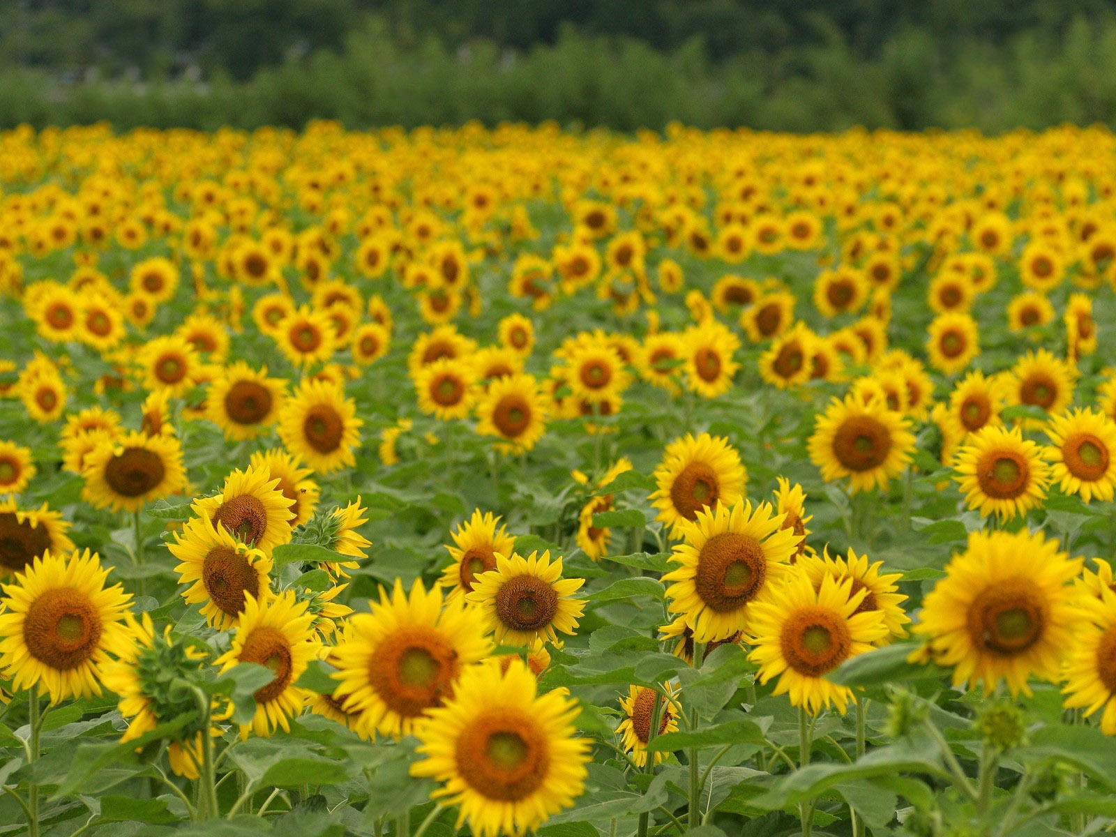 Man Shan sunflower wallpaper #20 - 1600x1200