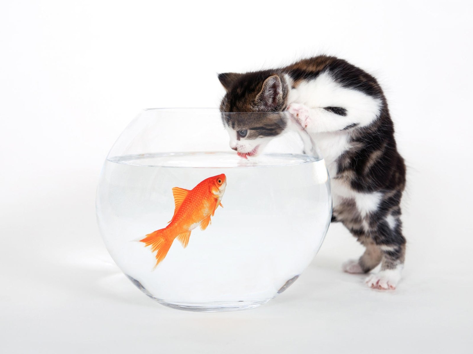 Animals moments wallpaper #21 - 1600x1200