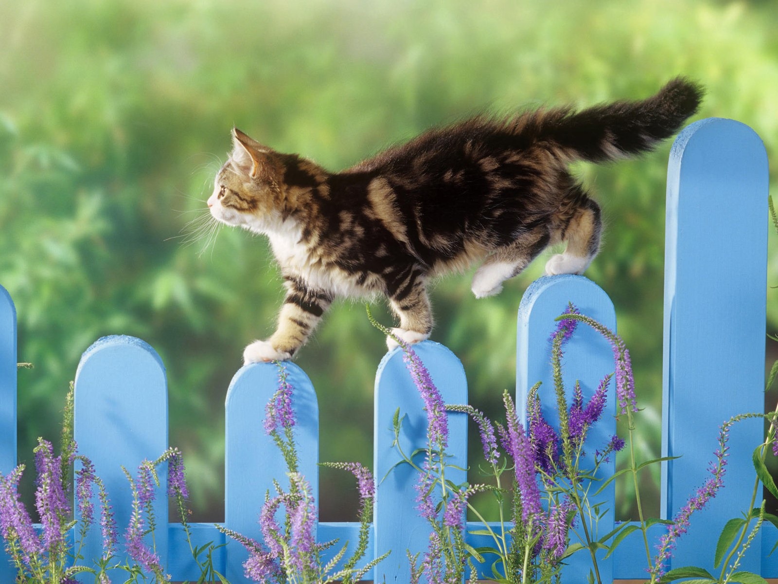 Animals moments wallpaper #22 - 1600x1200