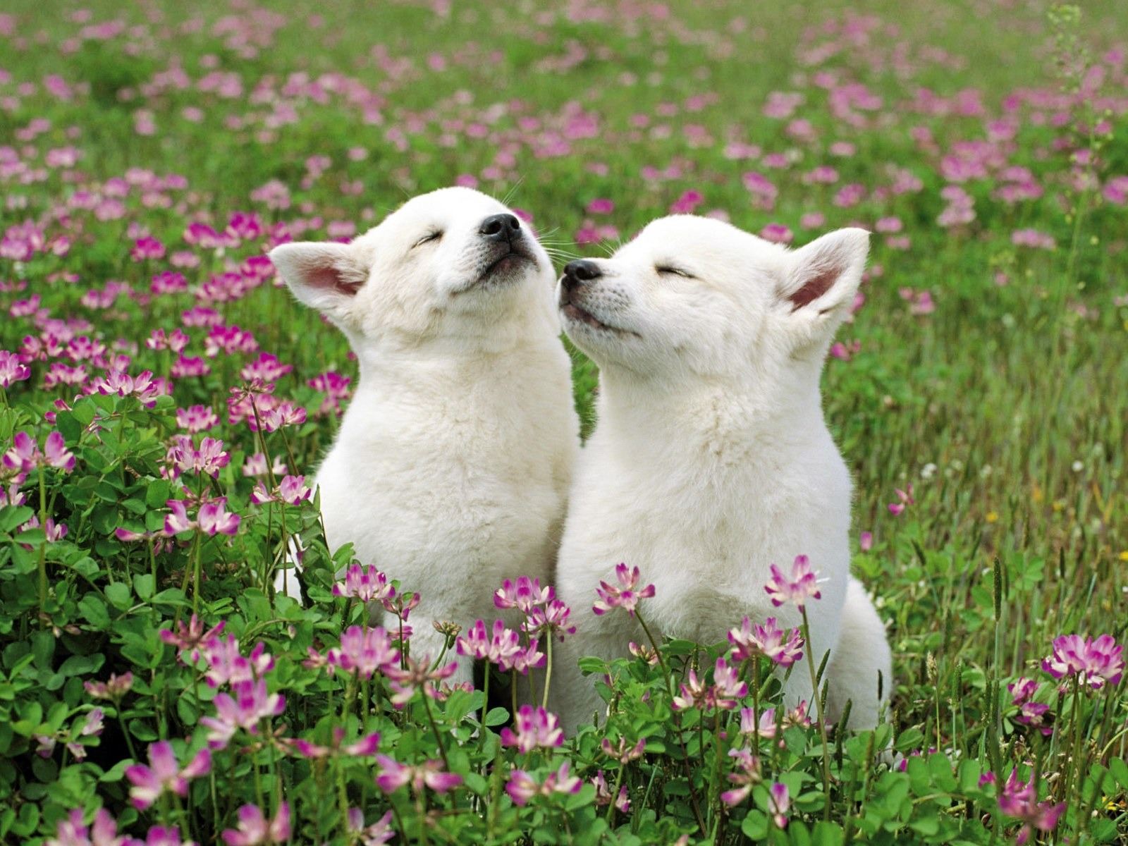 Animals moments wallpaper #36 - 1600x1200