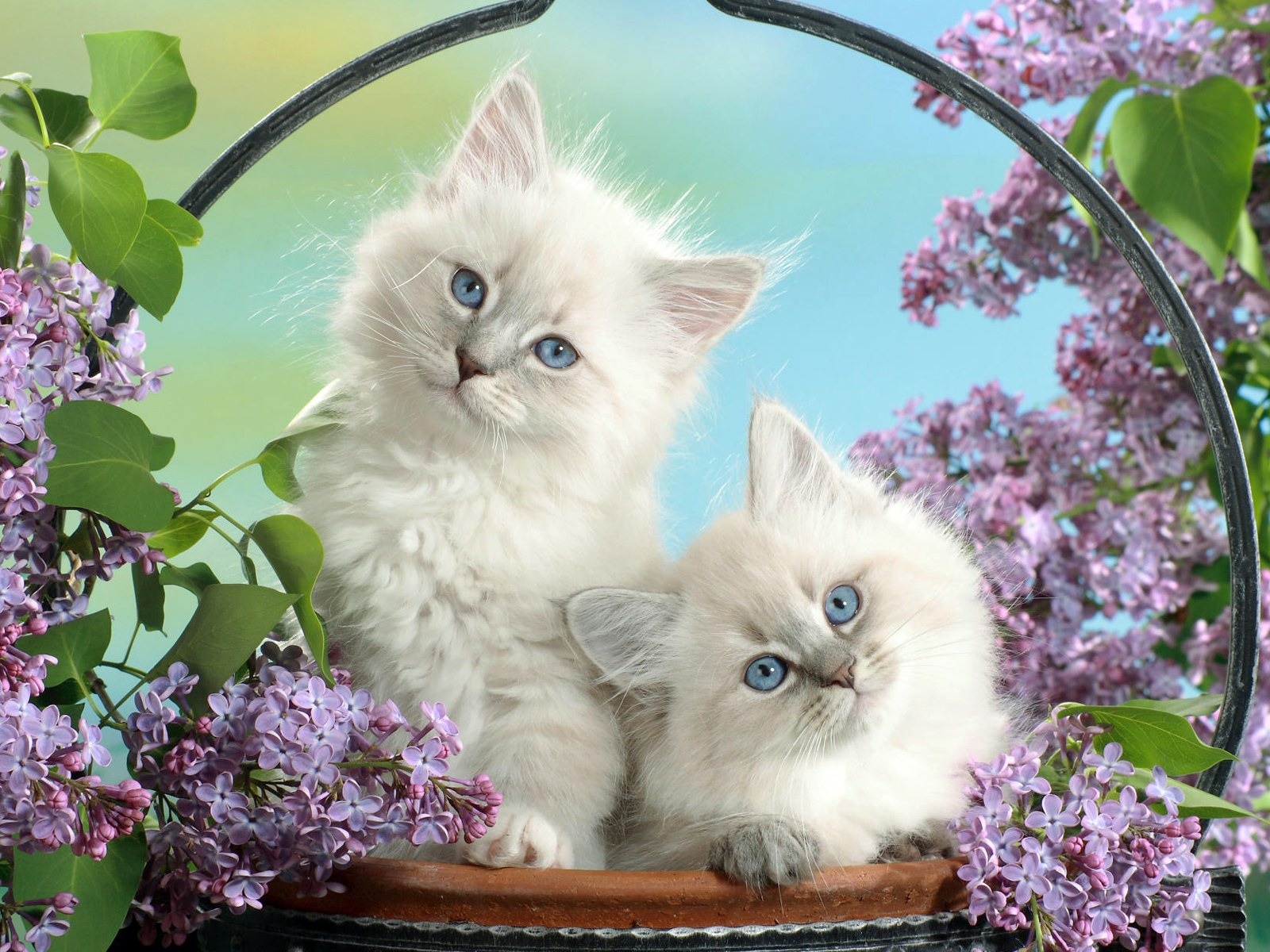 Animals moments wallpaper #37 - 1600x1200