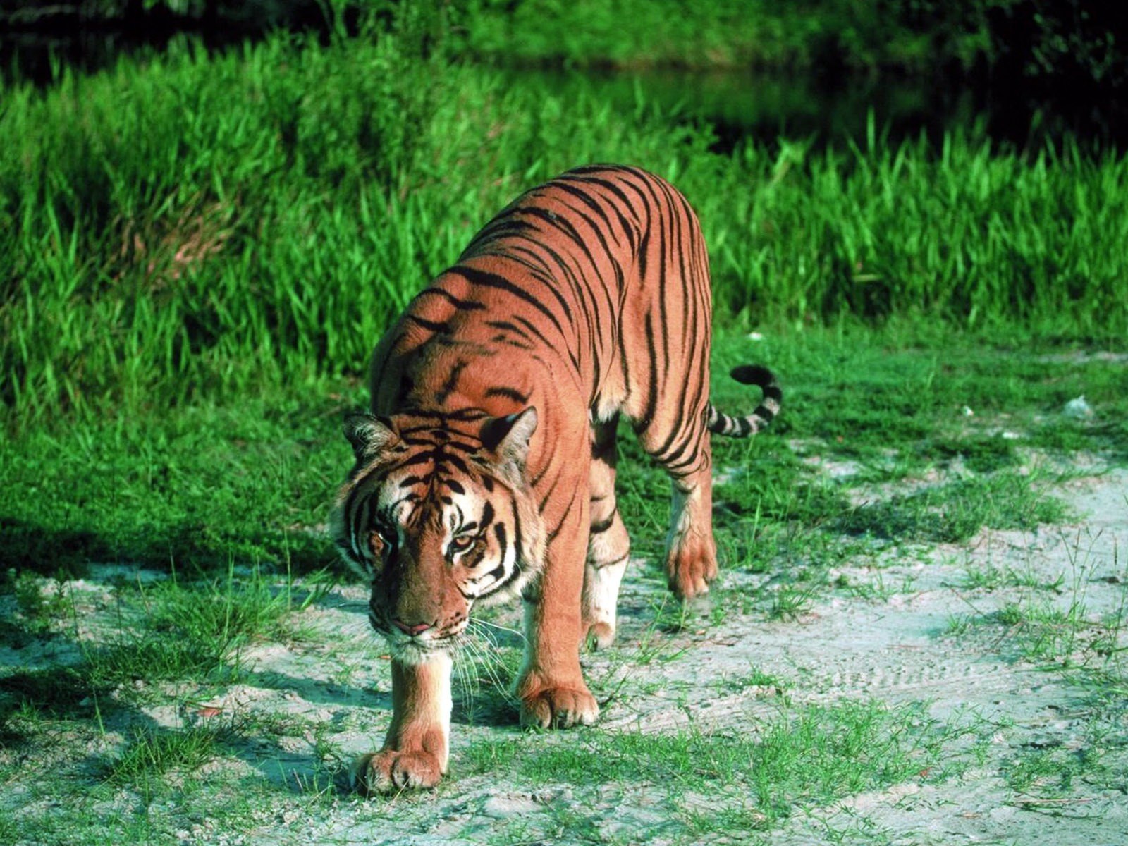 Tiger Photo Wallpaper #5 - 1600x1200
