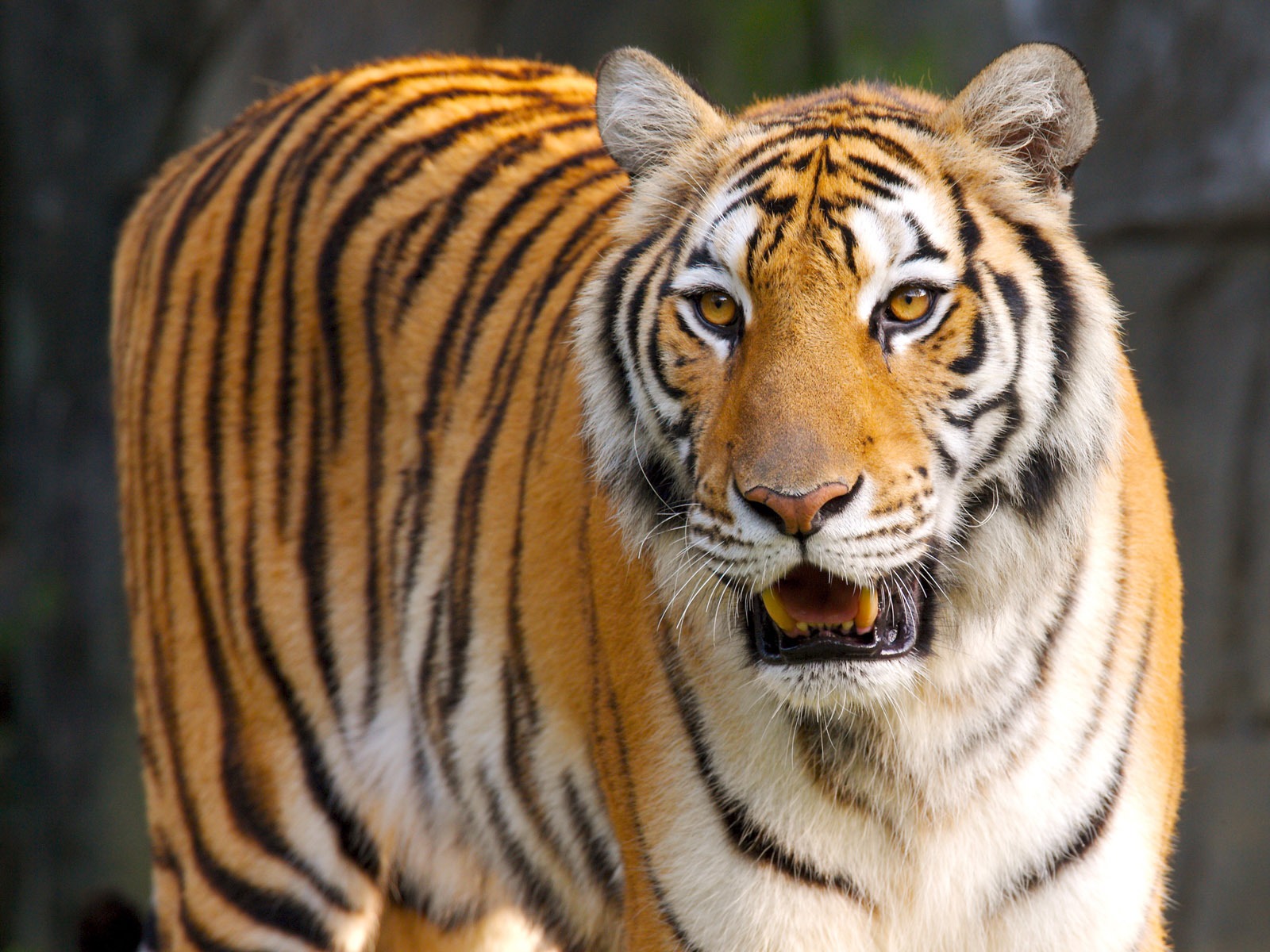 Tiger Photo Wallpaper #21 - 1600x1200