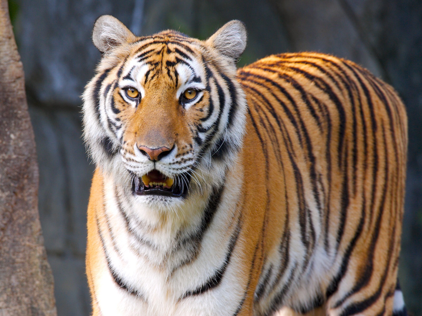 Tiger Photo Wallpaper #23 - 1600x1200