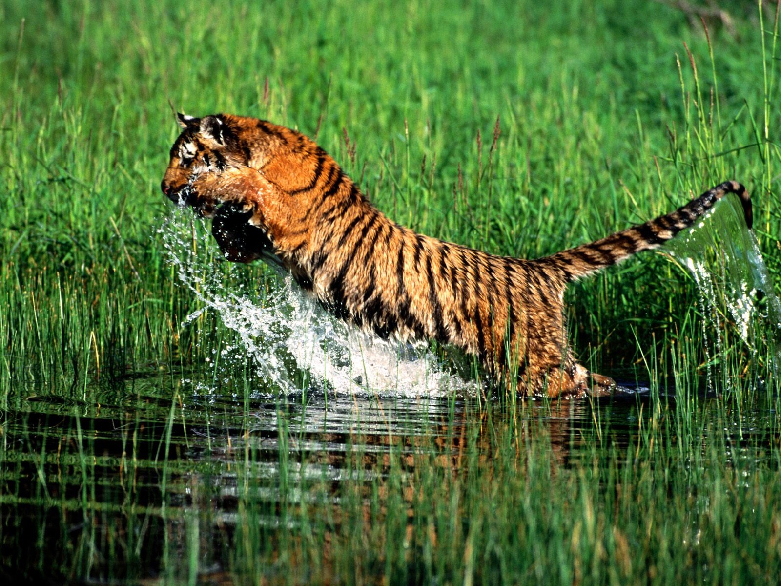Tiger Foto Wallpaper #27 - 1600x1200