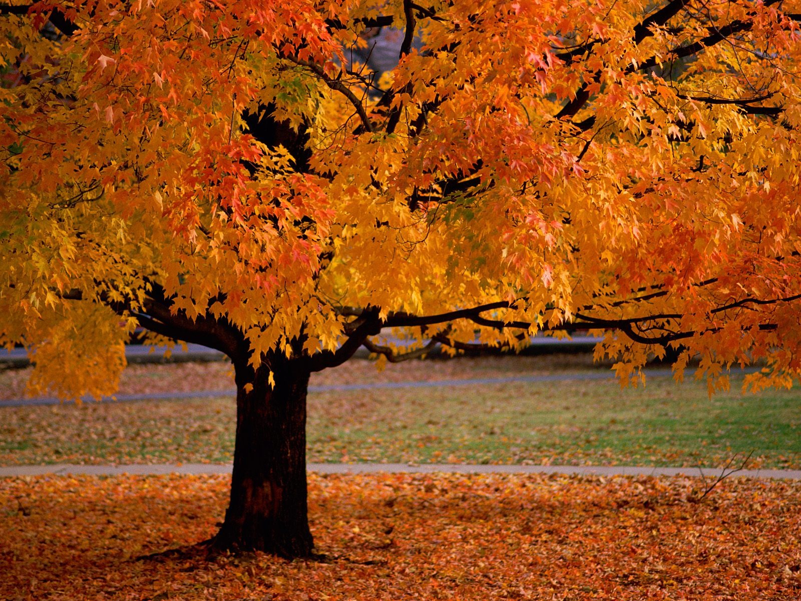 Otoño fondos de escritorio de bellos paisajes #2 - 1600x1200