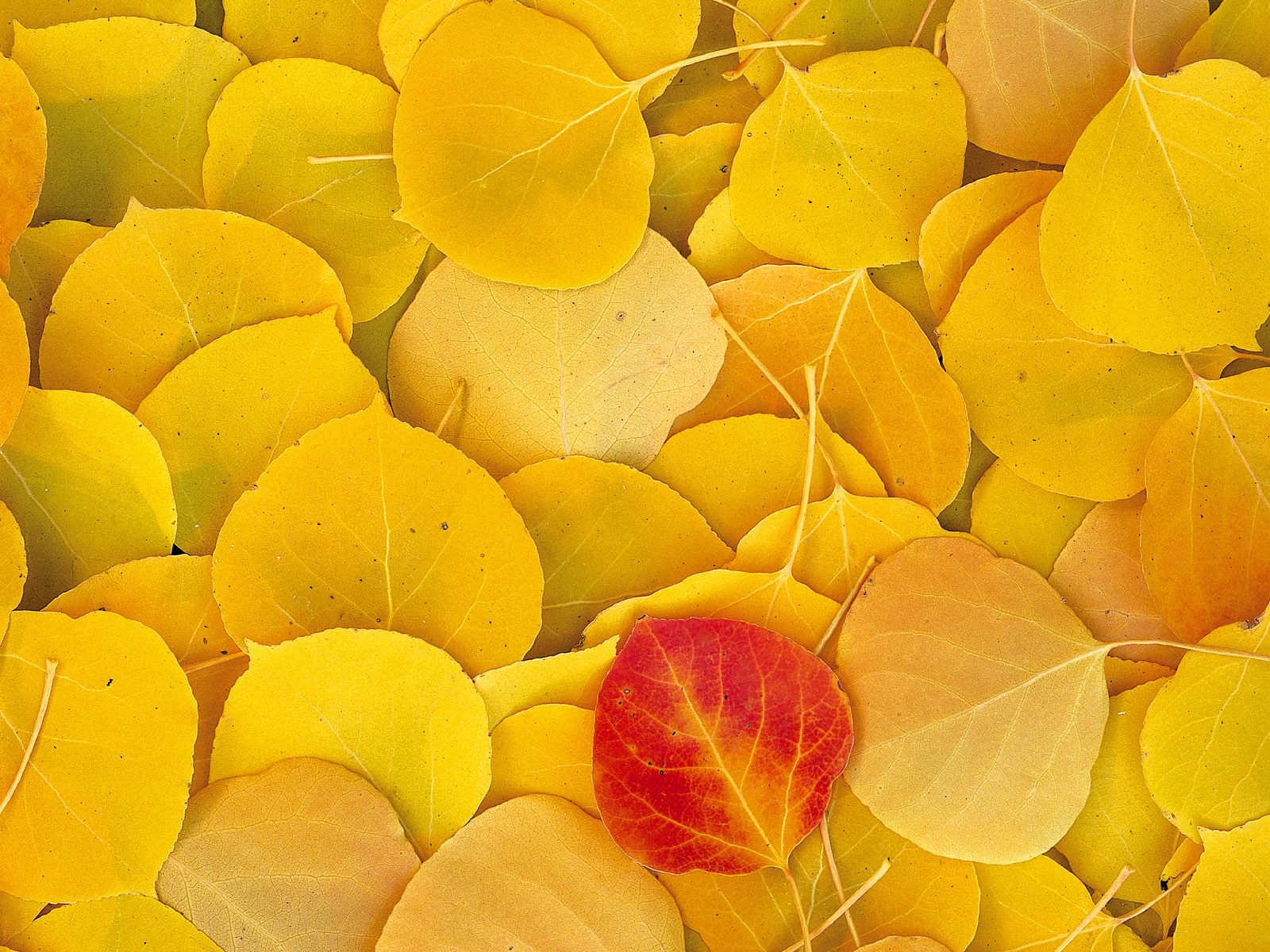Herbstlandschaft schöne Tapete #6 - 1600x1200