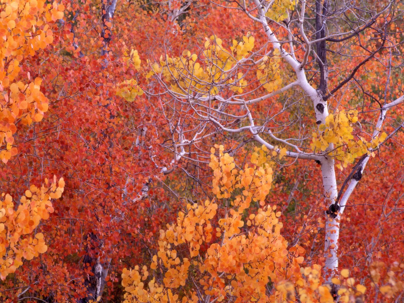 Herbstlandschaft schöne Tapete #8 - 1600x1200