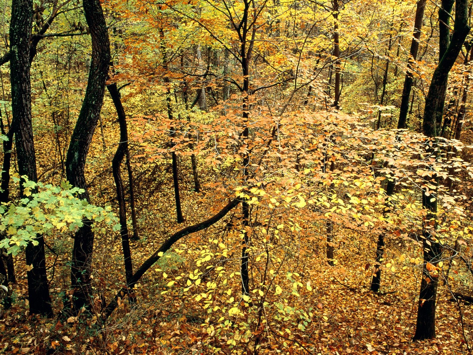 Herbstlandschaft schöne Tapete #18 - 1600x1200
