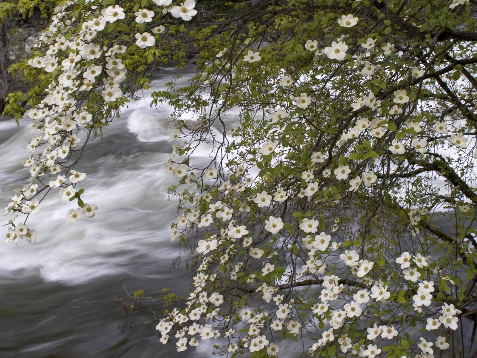 Water streams HD Wallpapers #12 - 1600x1200
