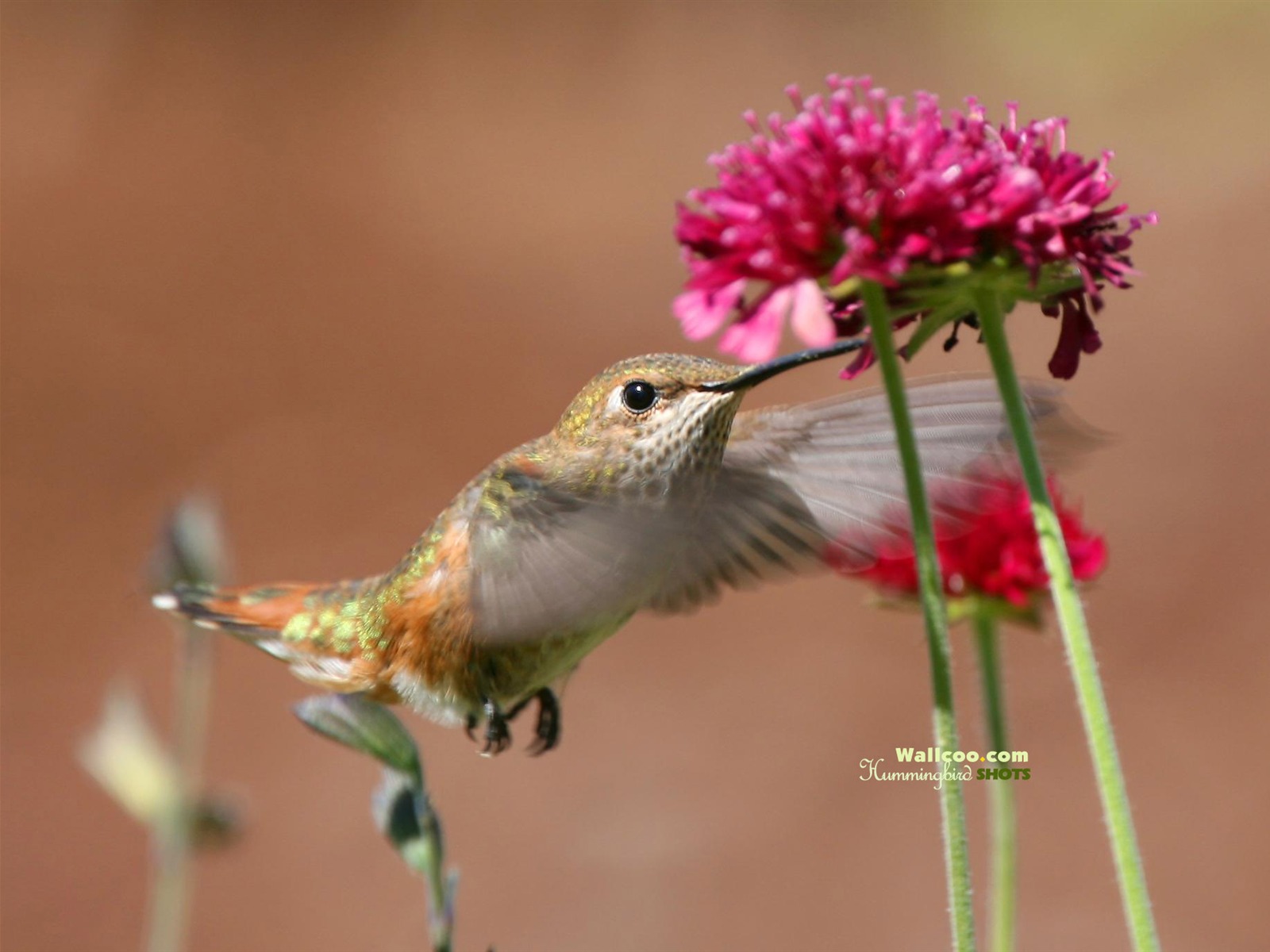 蜂鳥寫真壁紙 #7 - 1600x1200