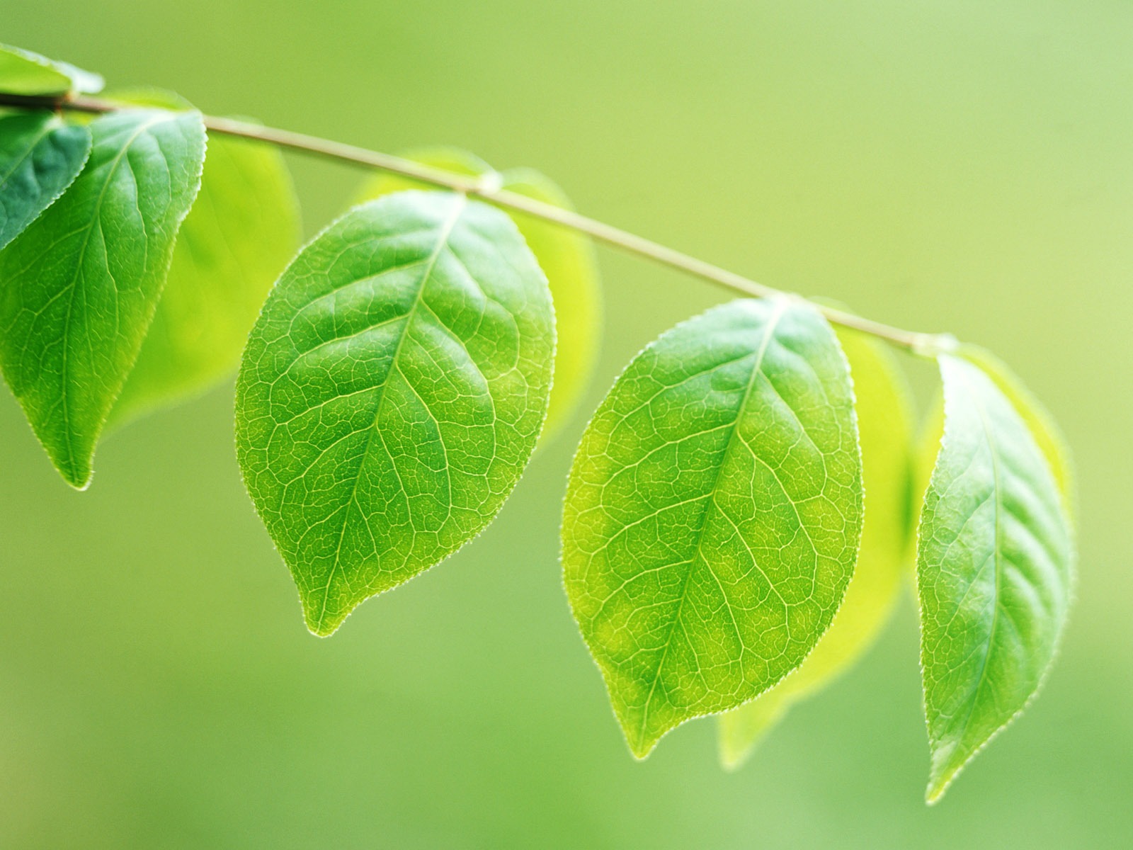 Cool green leaf wallpaper #2 - 1600x1200